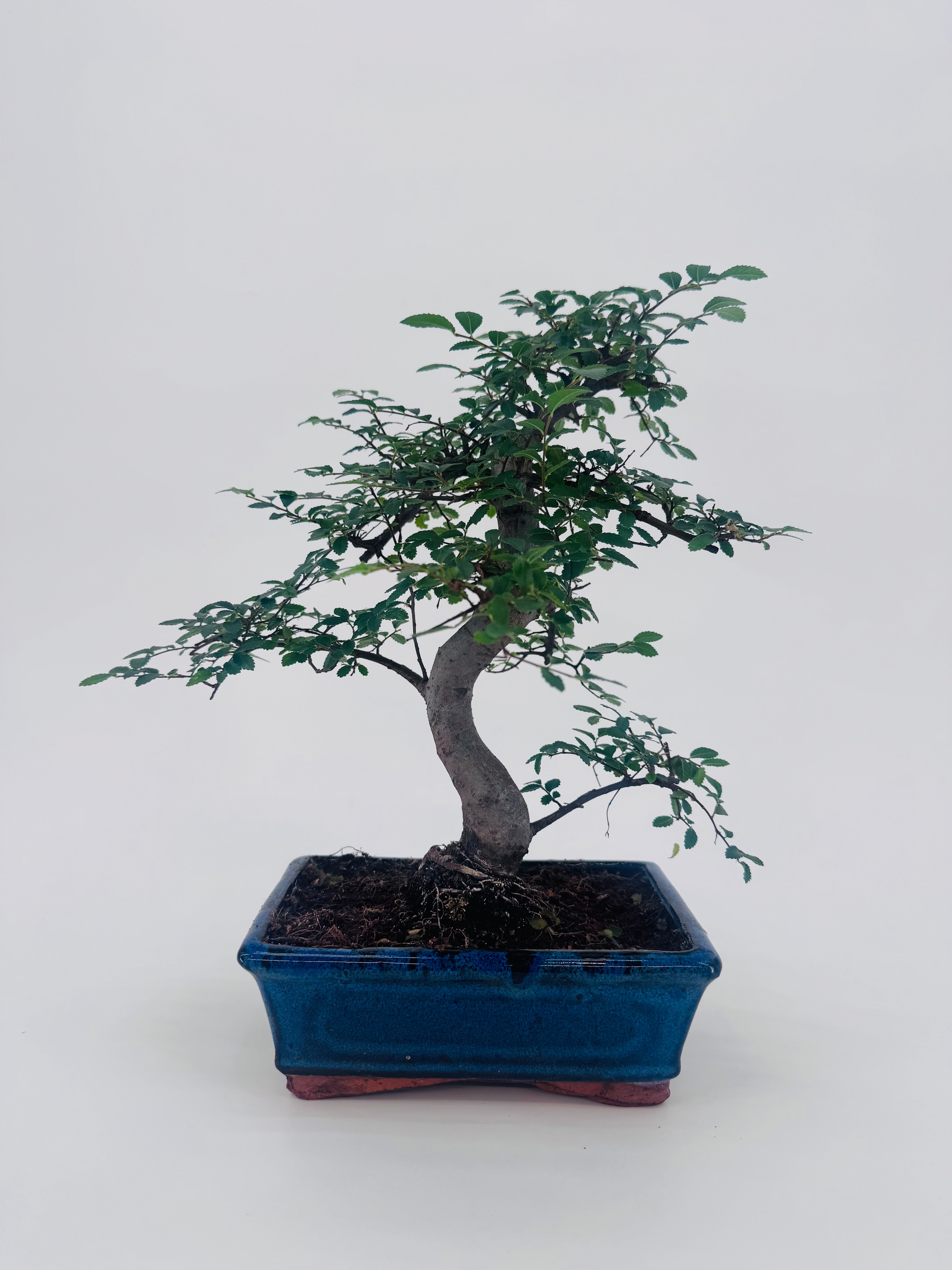 BONSAI 8 AÑOS SURTIDO