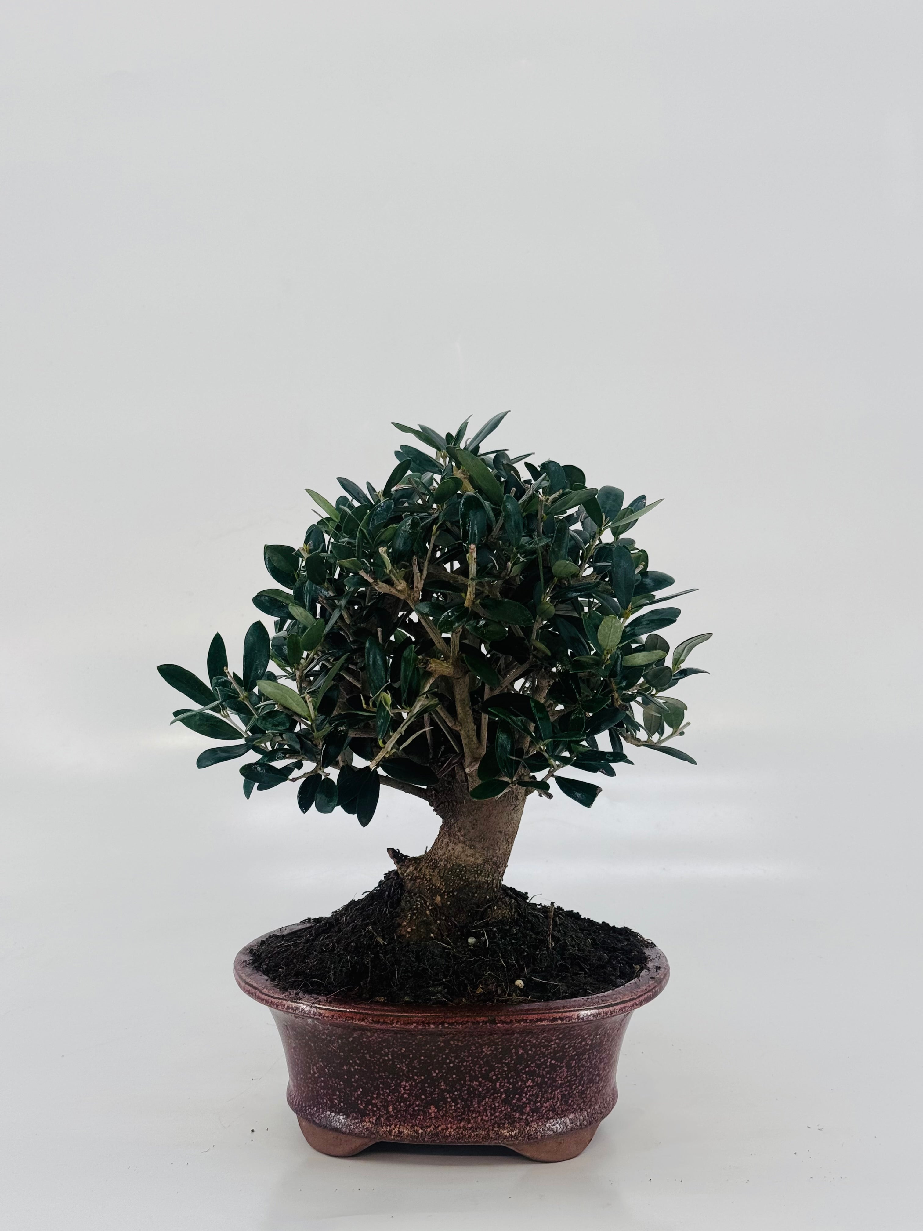 BONSAI 12 AÑOS SURTIDO