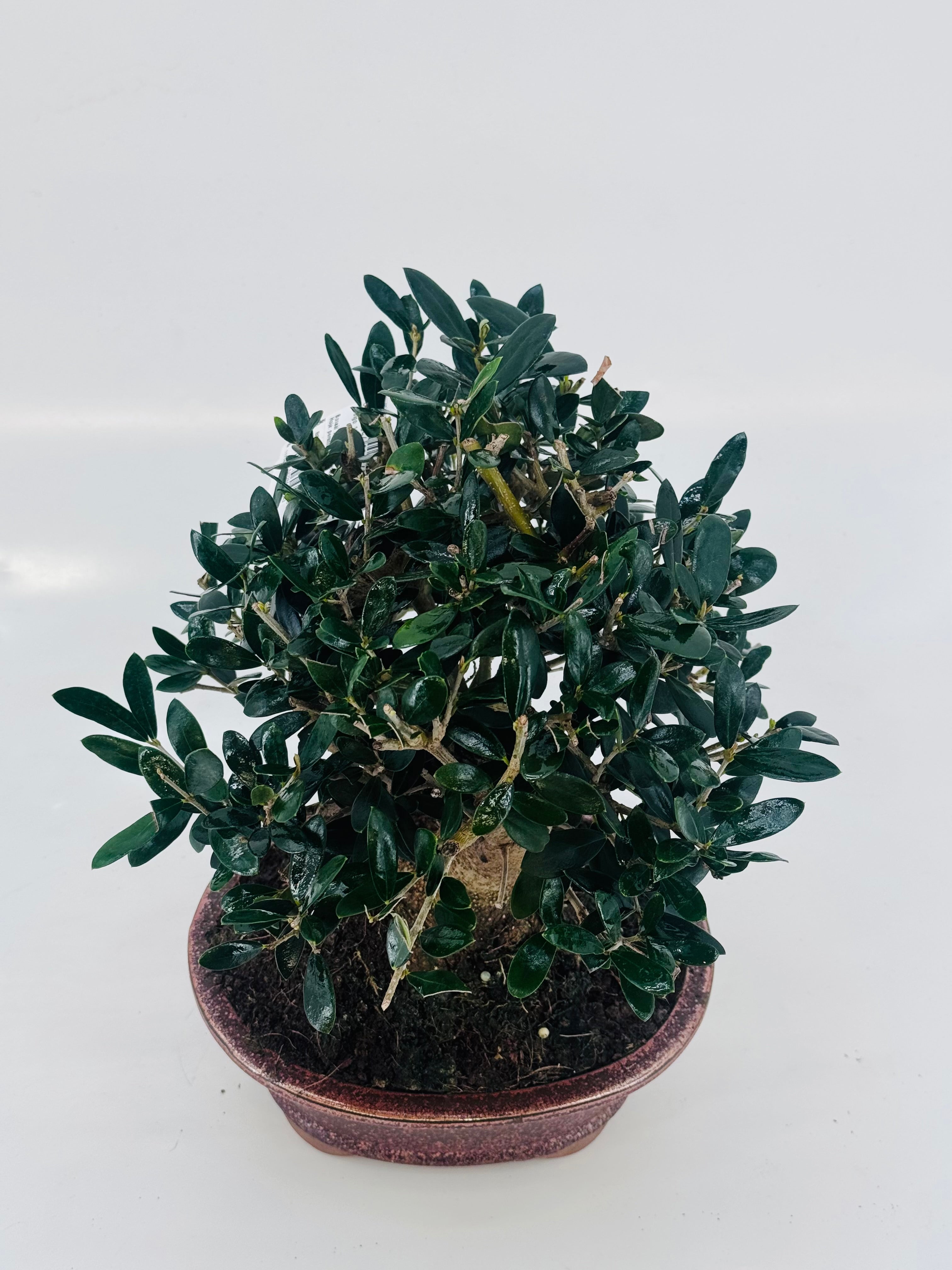 BONSAI 12 AÑOS SURTIDO