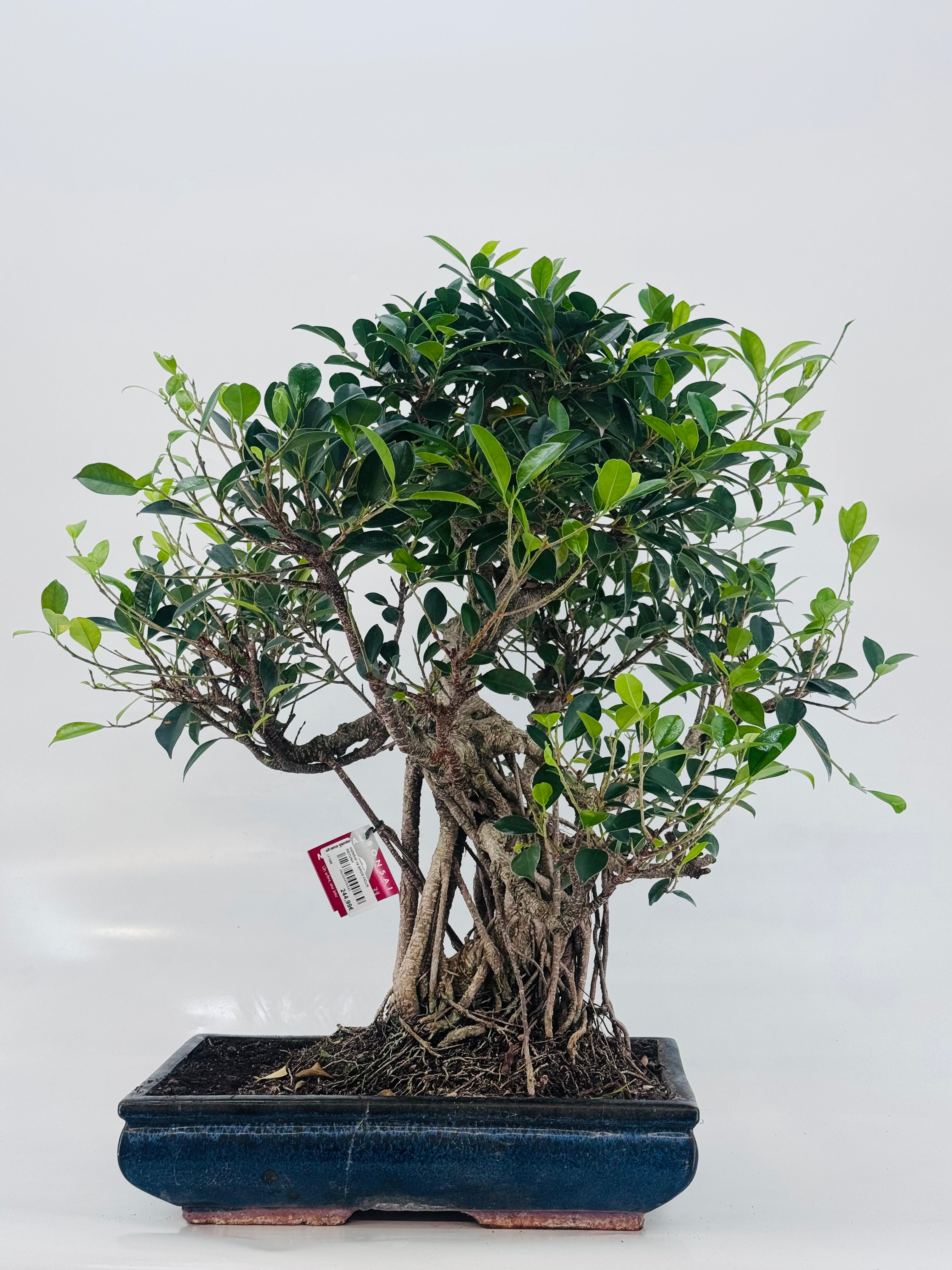 BONSAI 19 AÑOS FICUS RETUSA