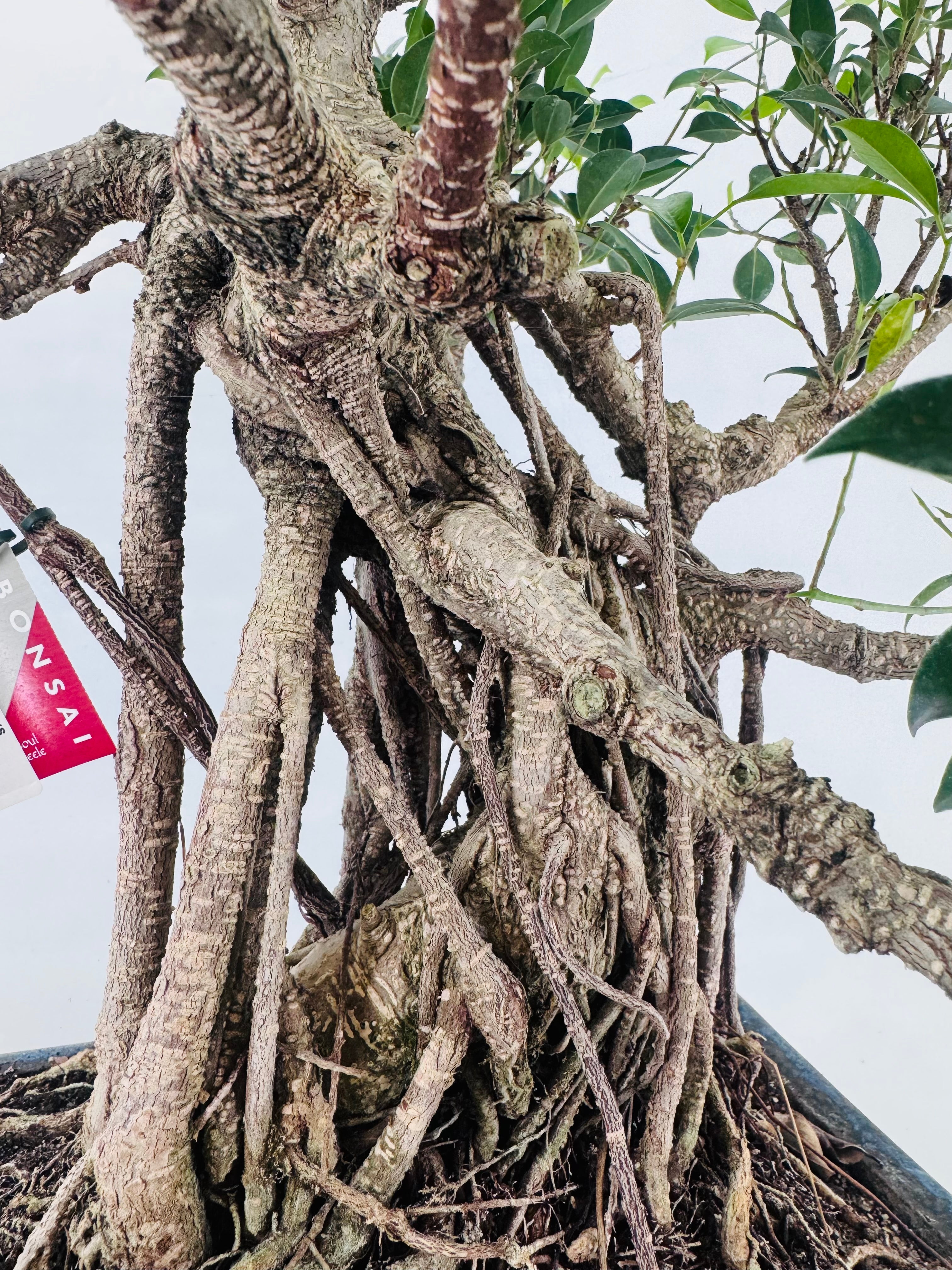 BONSAI 19 AÑOS FICUS RETUSA
