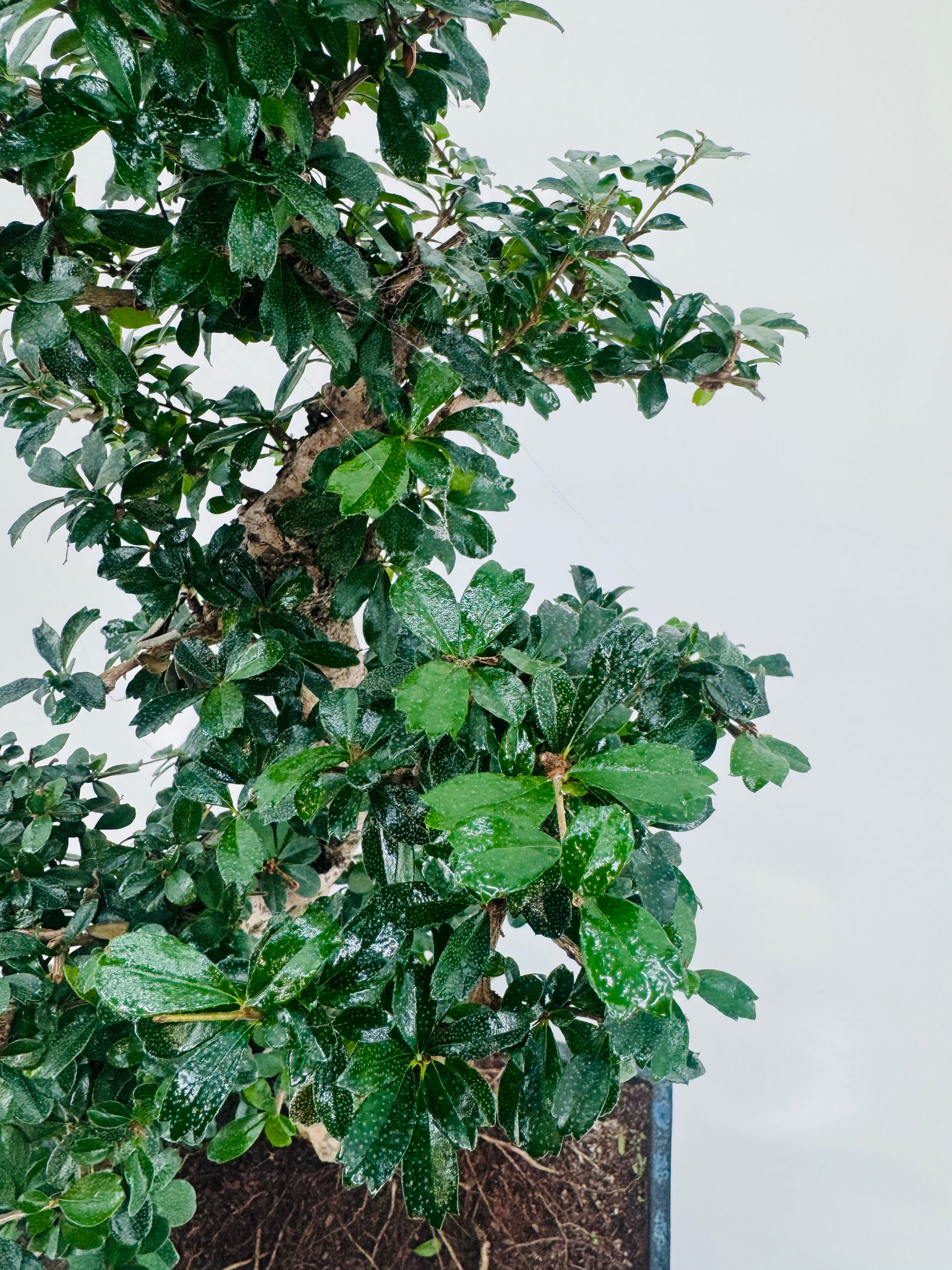 BONSAI 21 AÑOS CARMONA MICROPHYLLA