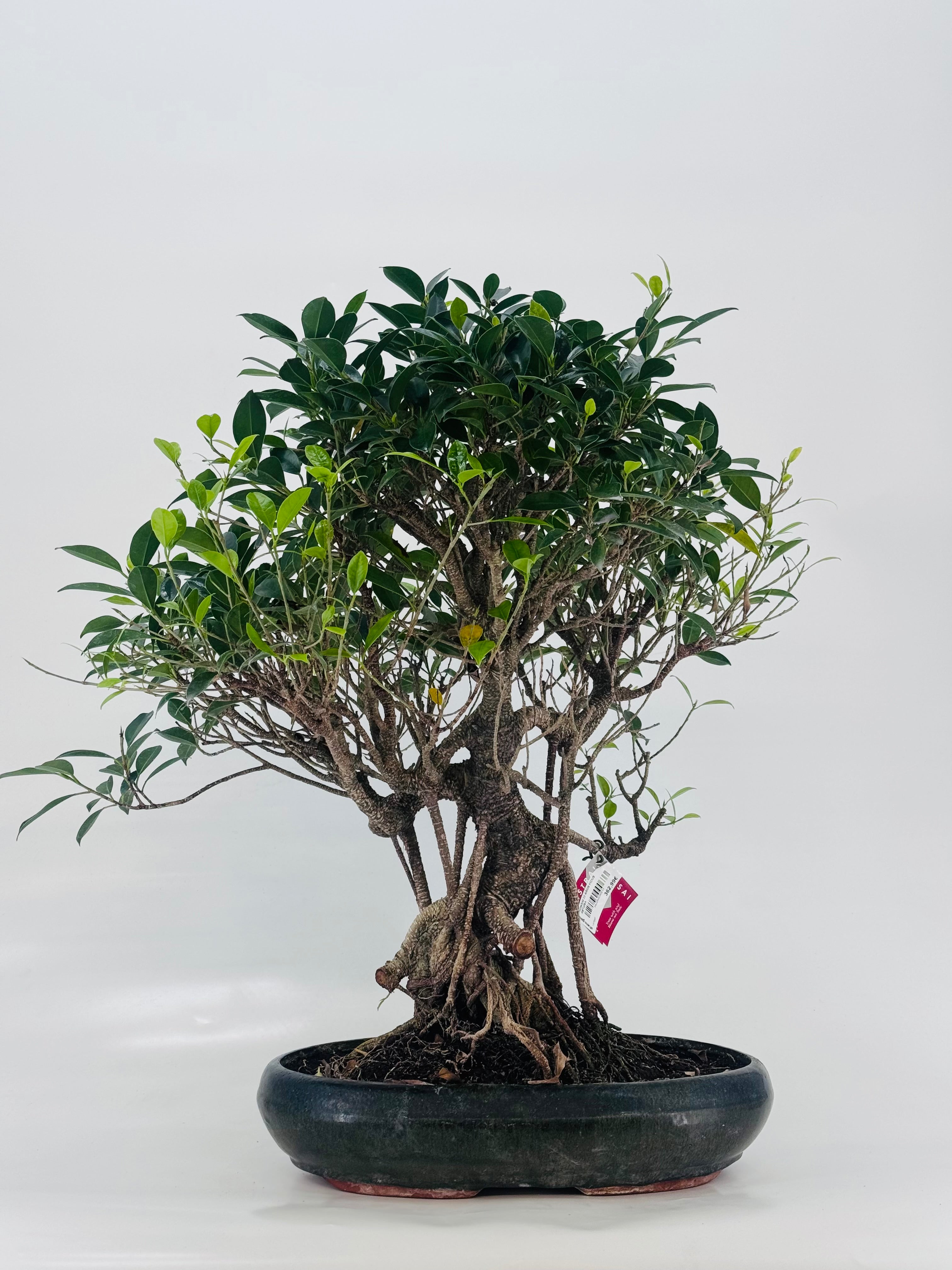 BONSAI 22 AÑOS FICUS RETUSA