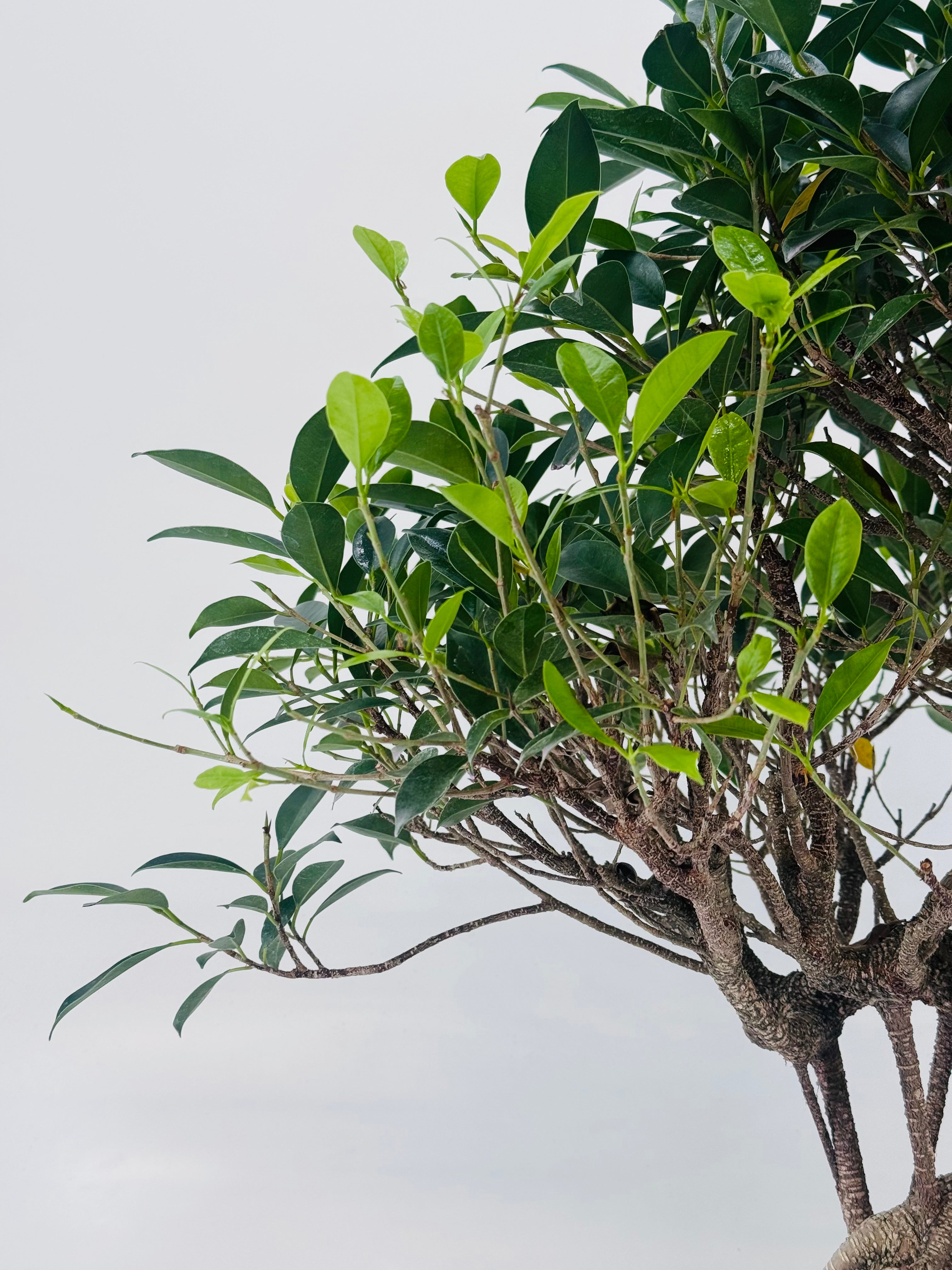 BONSAI 22 AÑOS FICUS RETUSA