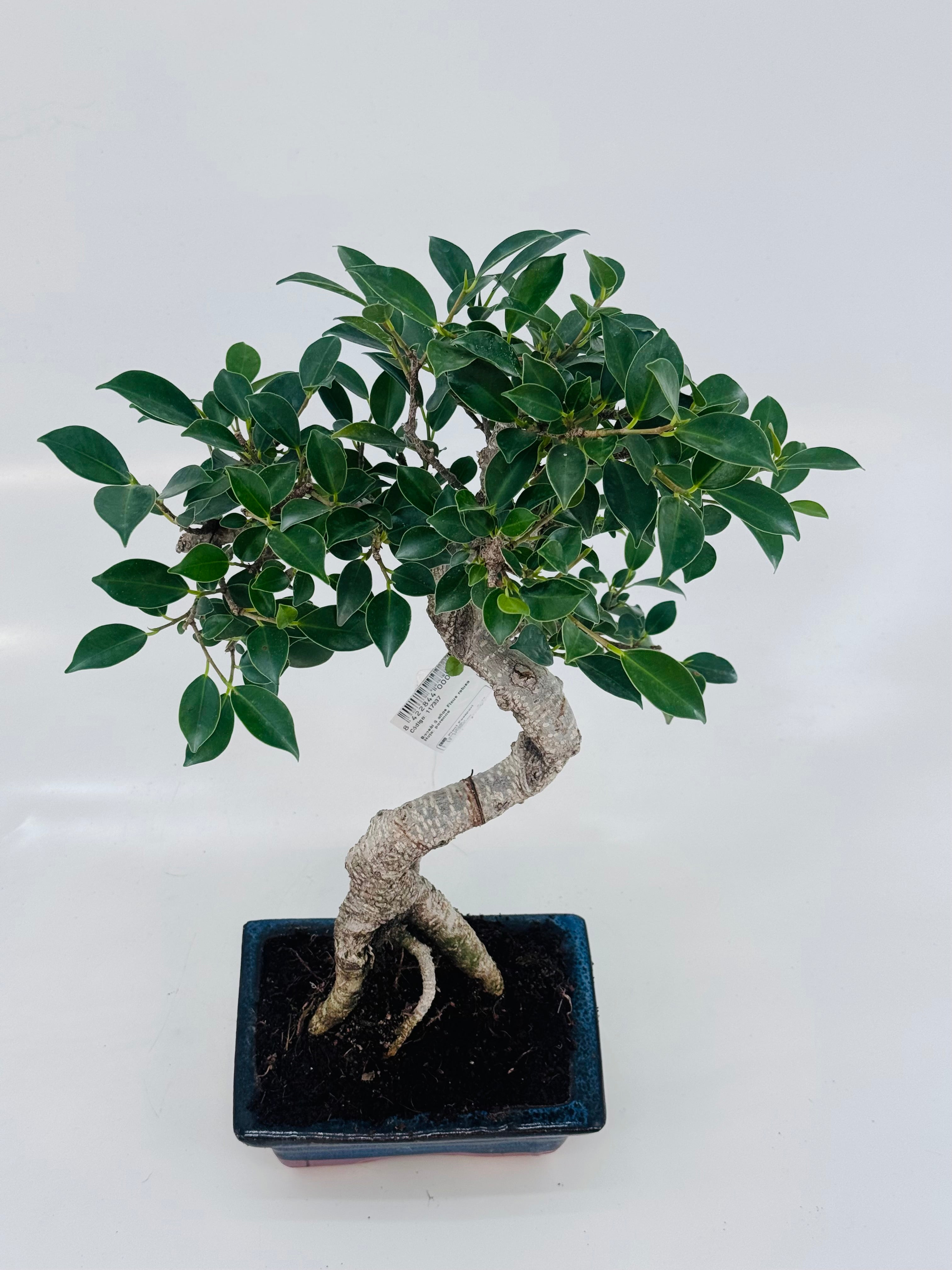 BONSAI 6 AÑOS VARIADO