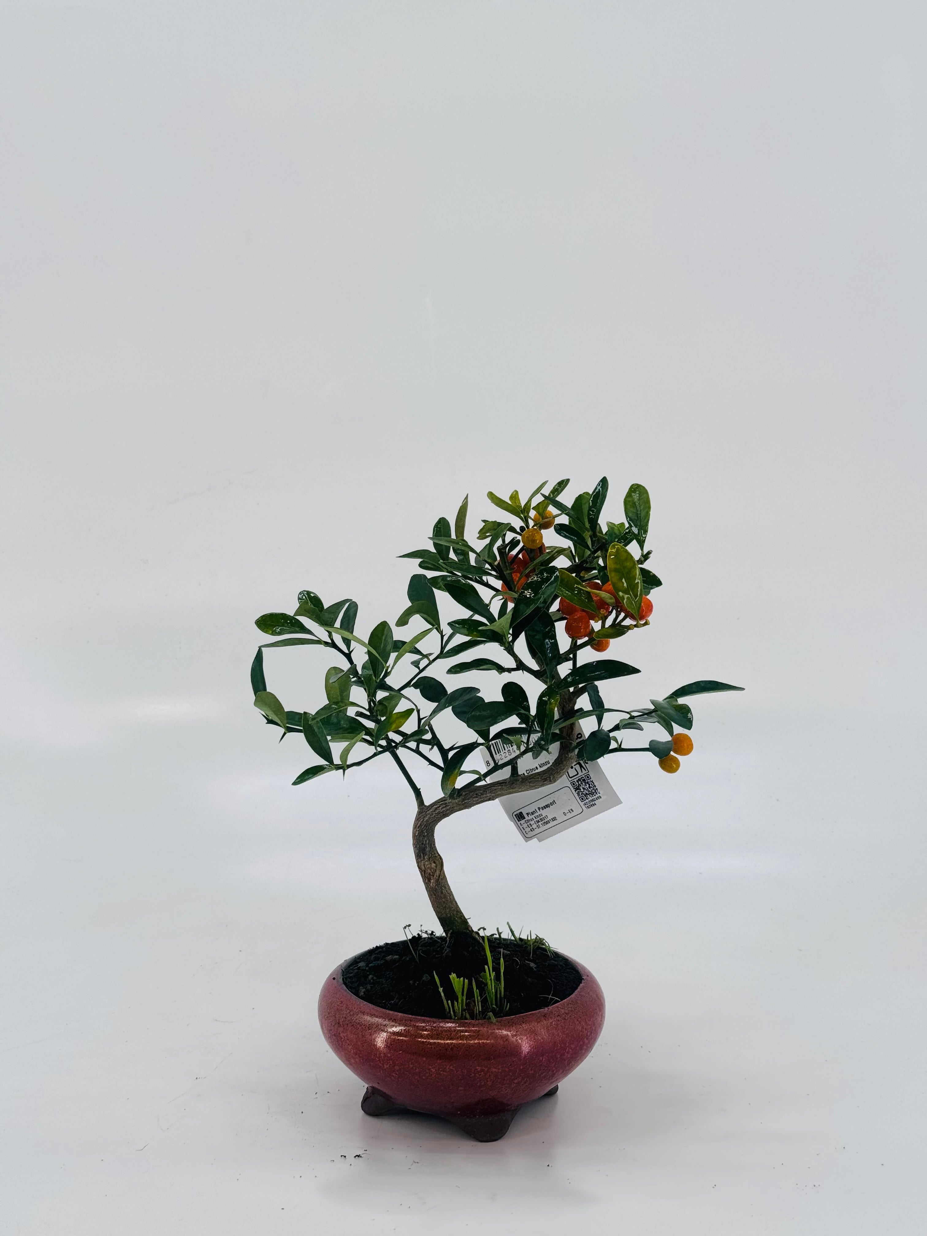 BONSAI 7 AÑOS