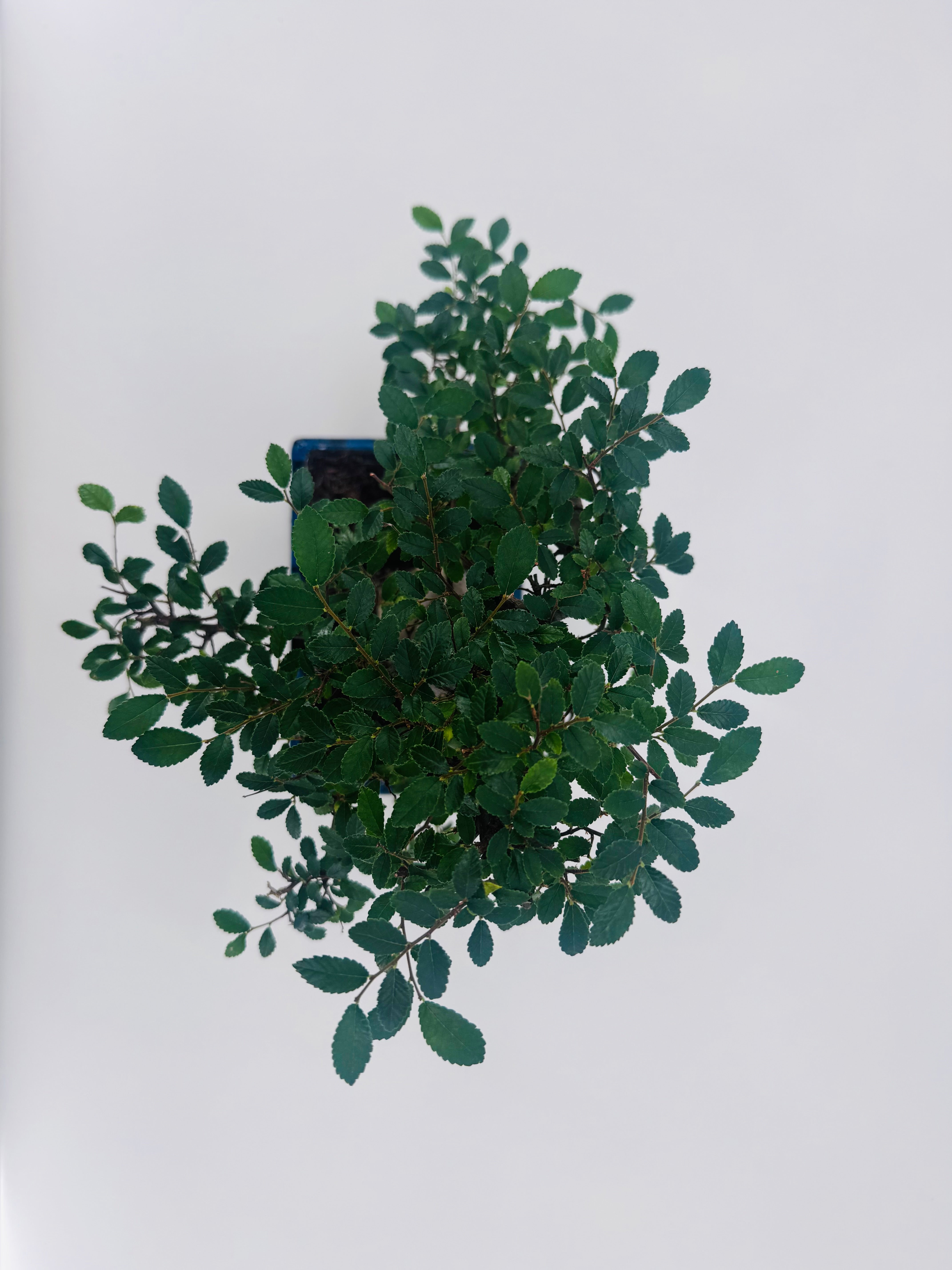 BONSAI 8 AÑOS SURTIDO