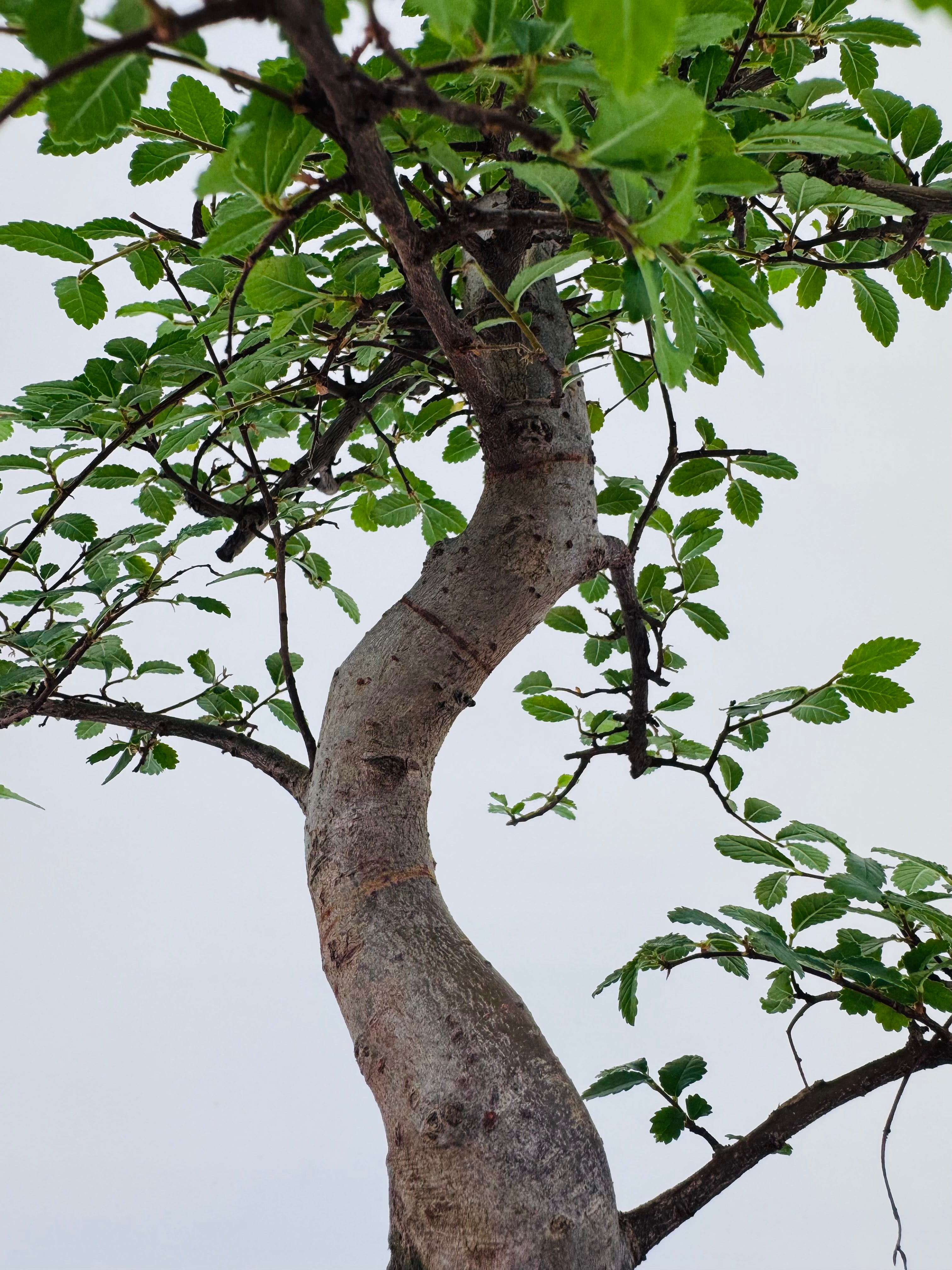 BONSAI 8 AÑOS SURTIDO