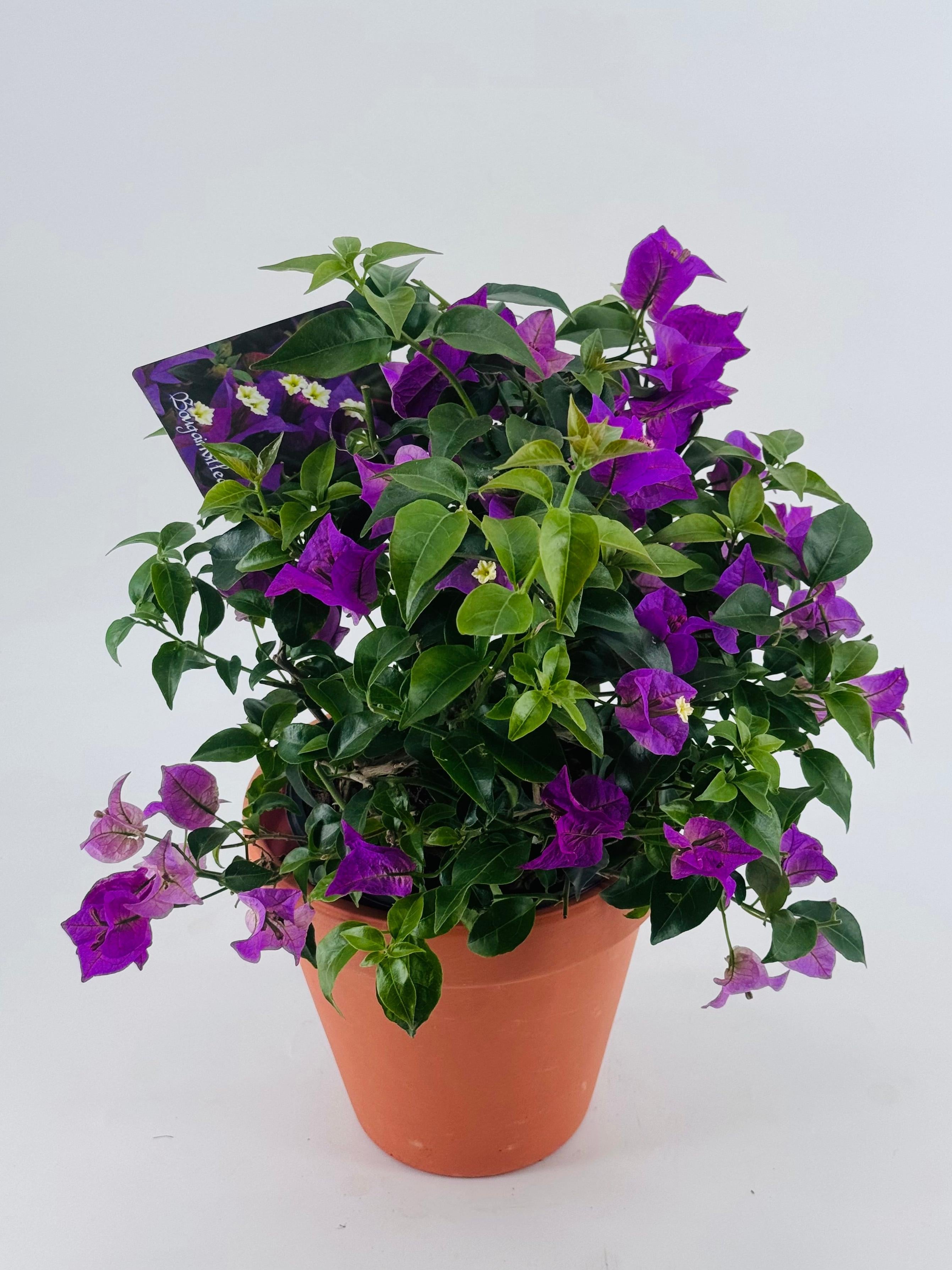 BOUGANVILLEA ALEXANDRA BOLA C17
