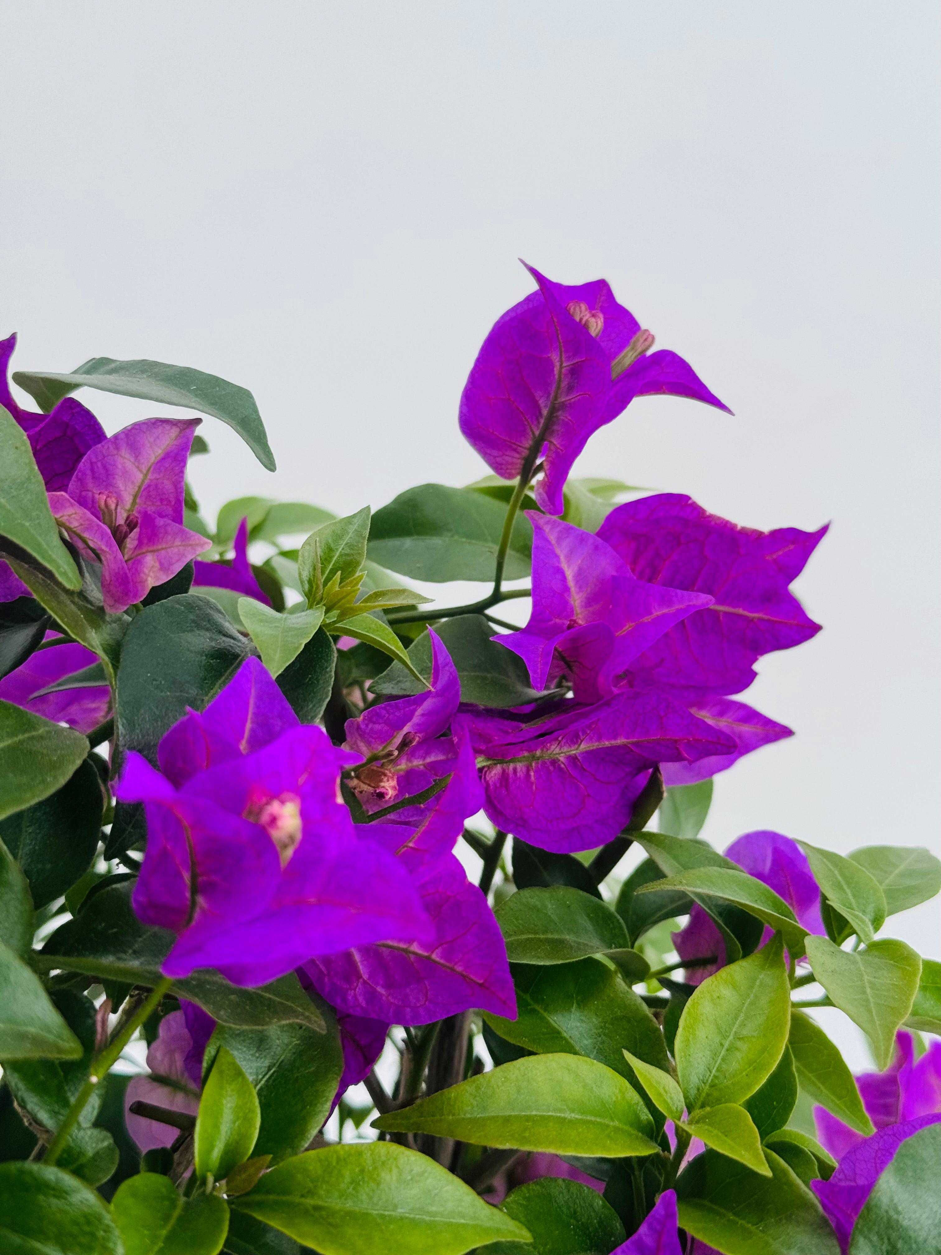 BOUGANVILLEA ALEXANDRA BOLA C17