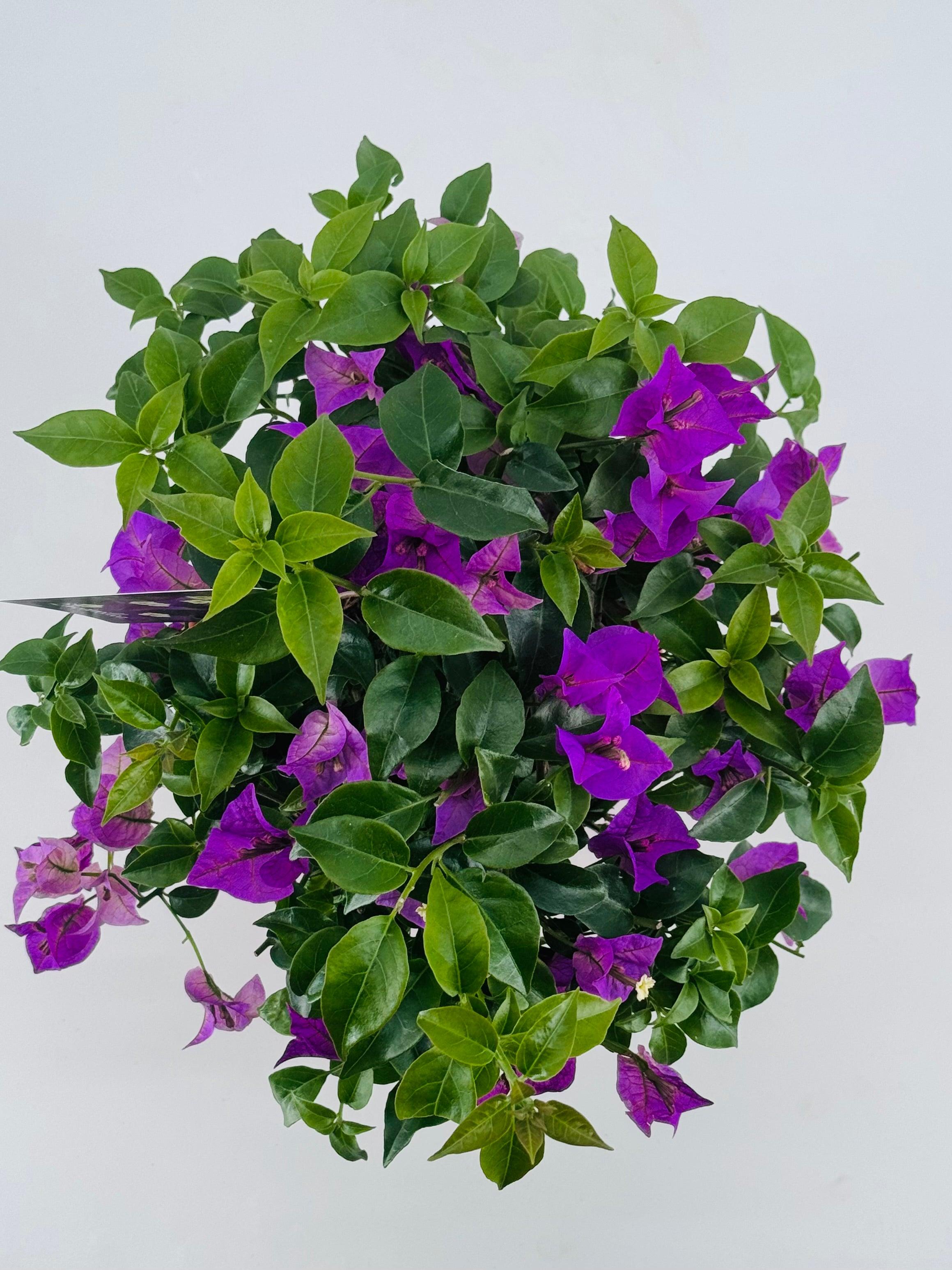 BOUGANVILLEA ALEXANDRA BOLA C17