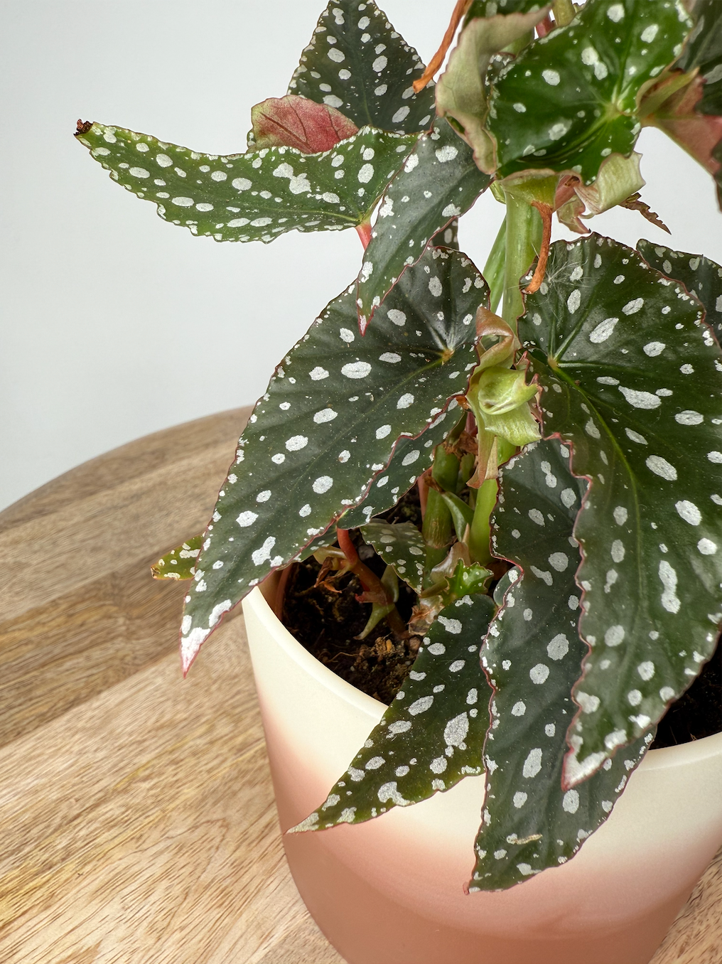 BEGONIA FOLIAGE MACULATA