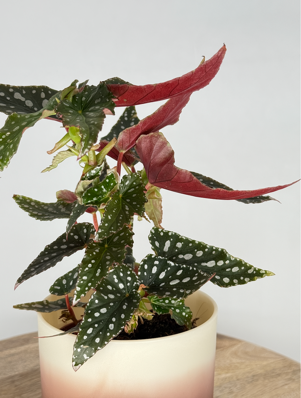 BEGONIA FOLIAGE MACULATA