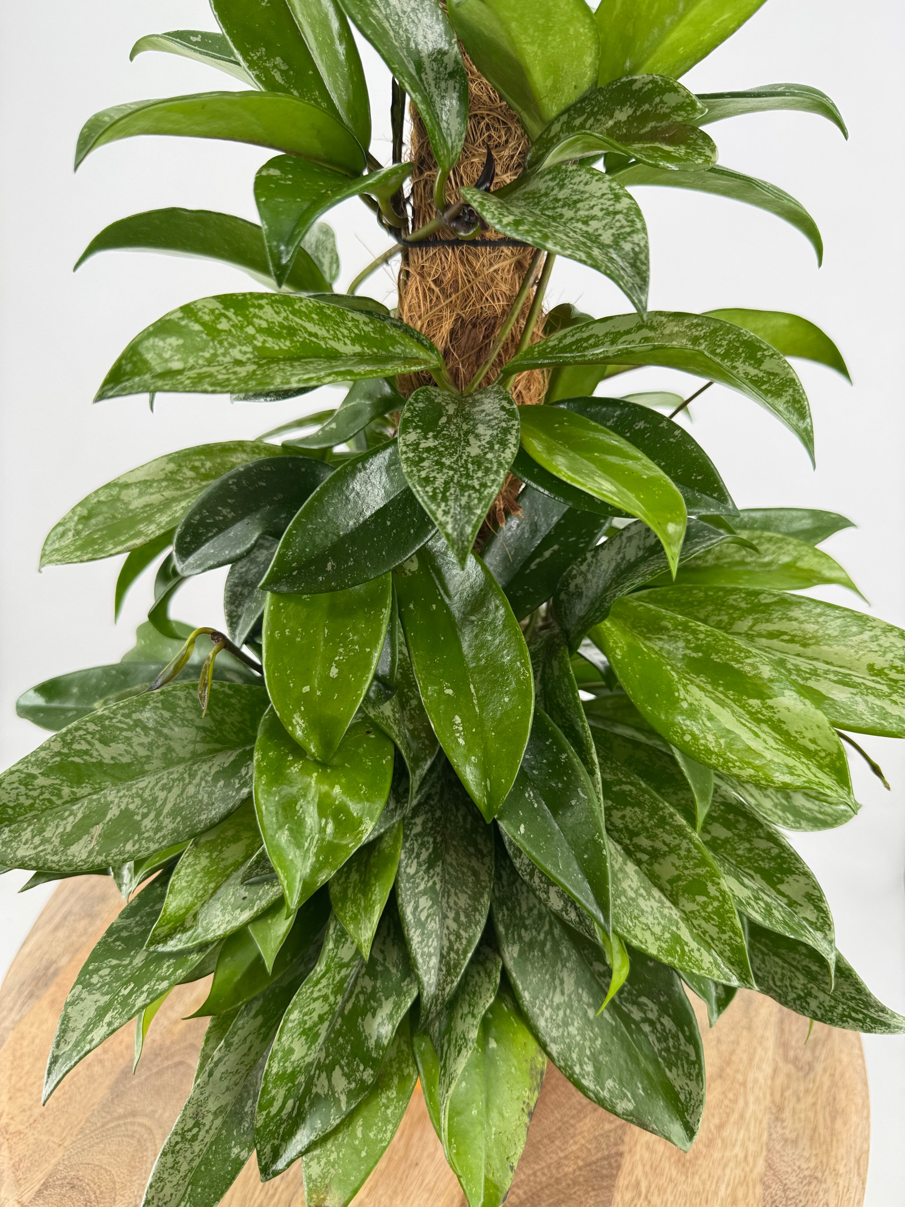 HOYA CARNOSA SILVERSPOTS M14