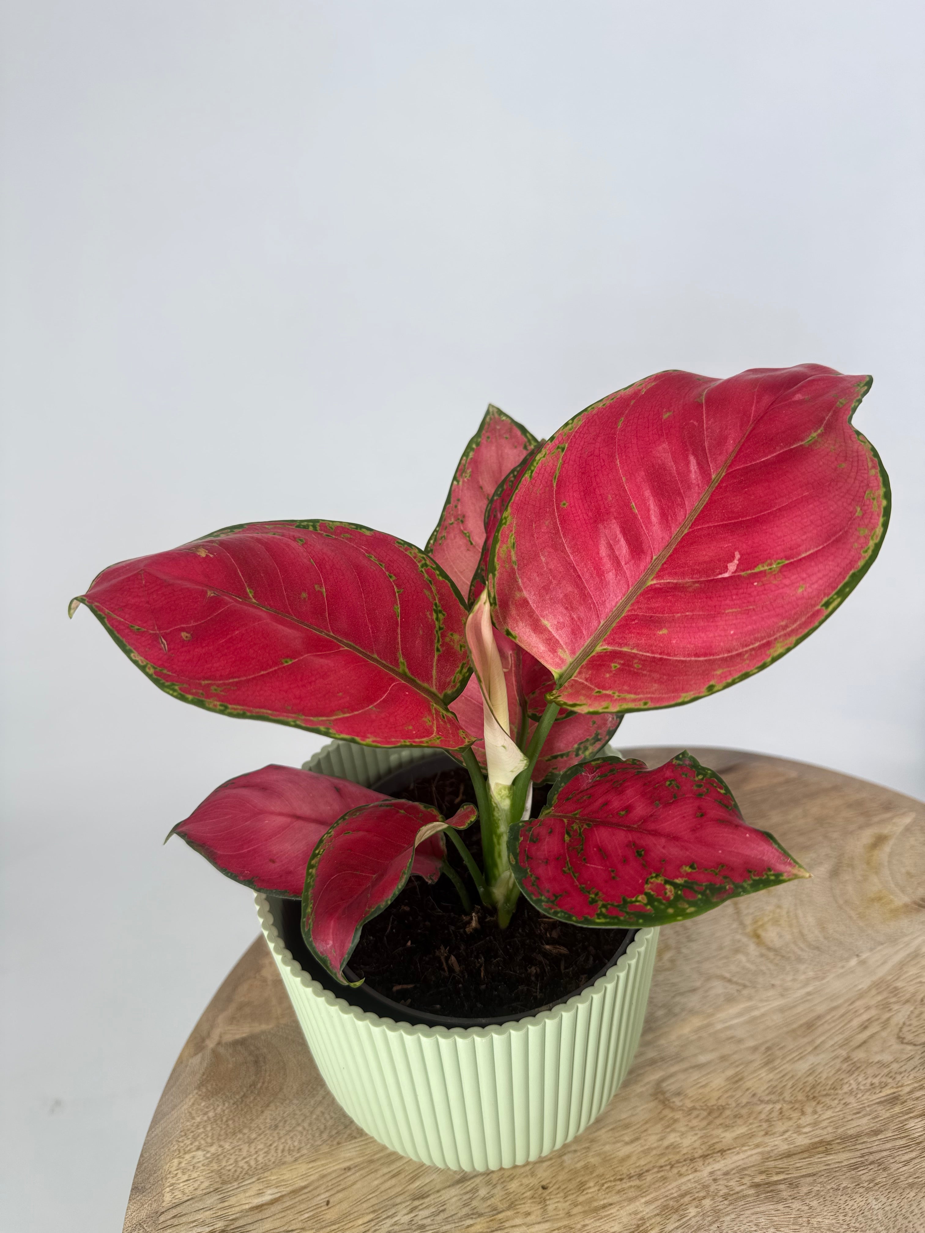 AGLAONEMA RED JOY M12