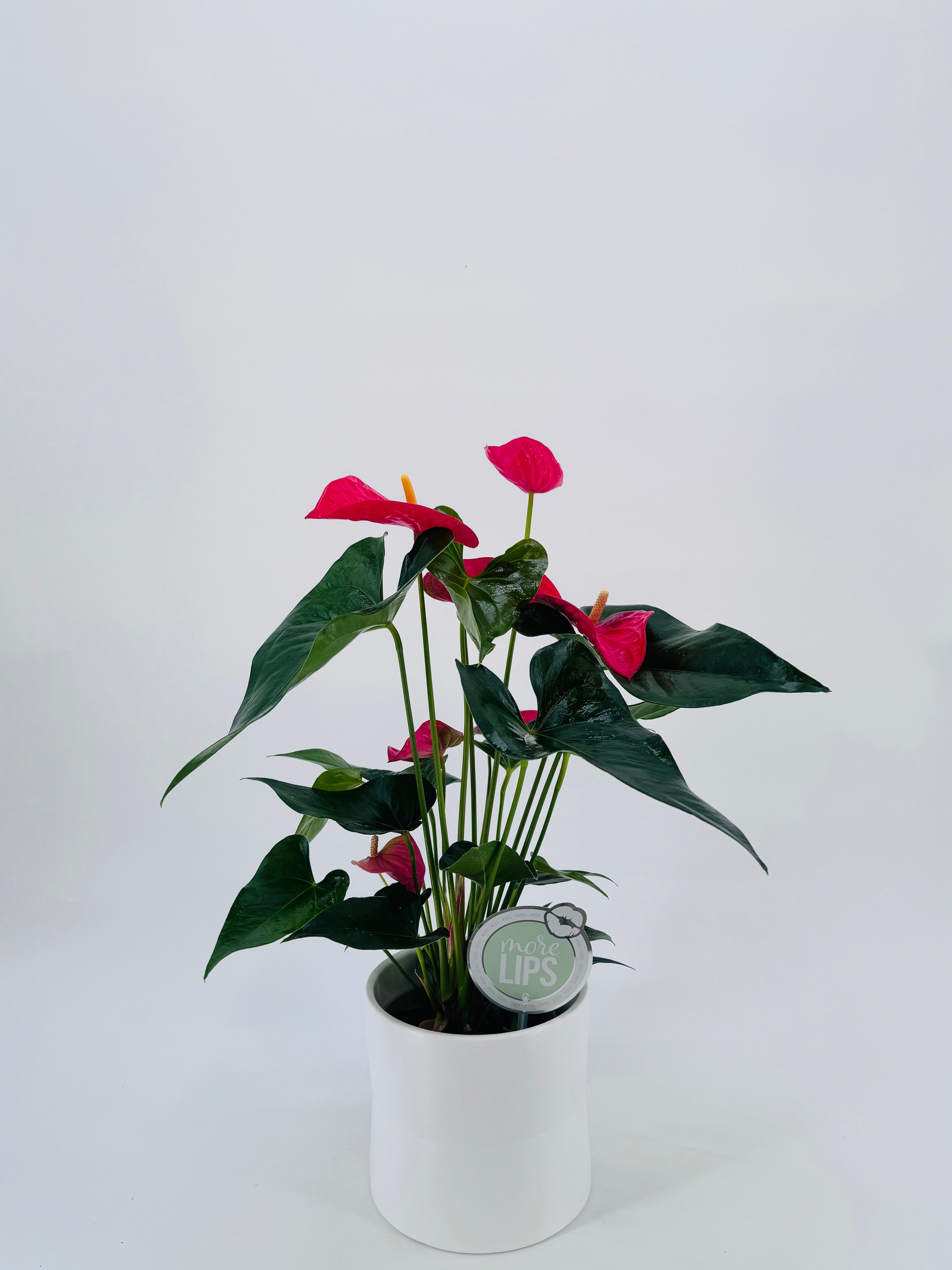 ANTHURIUM MIX M14