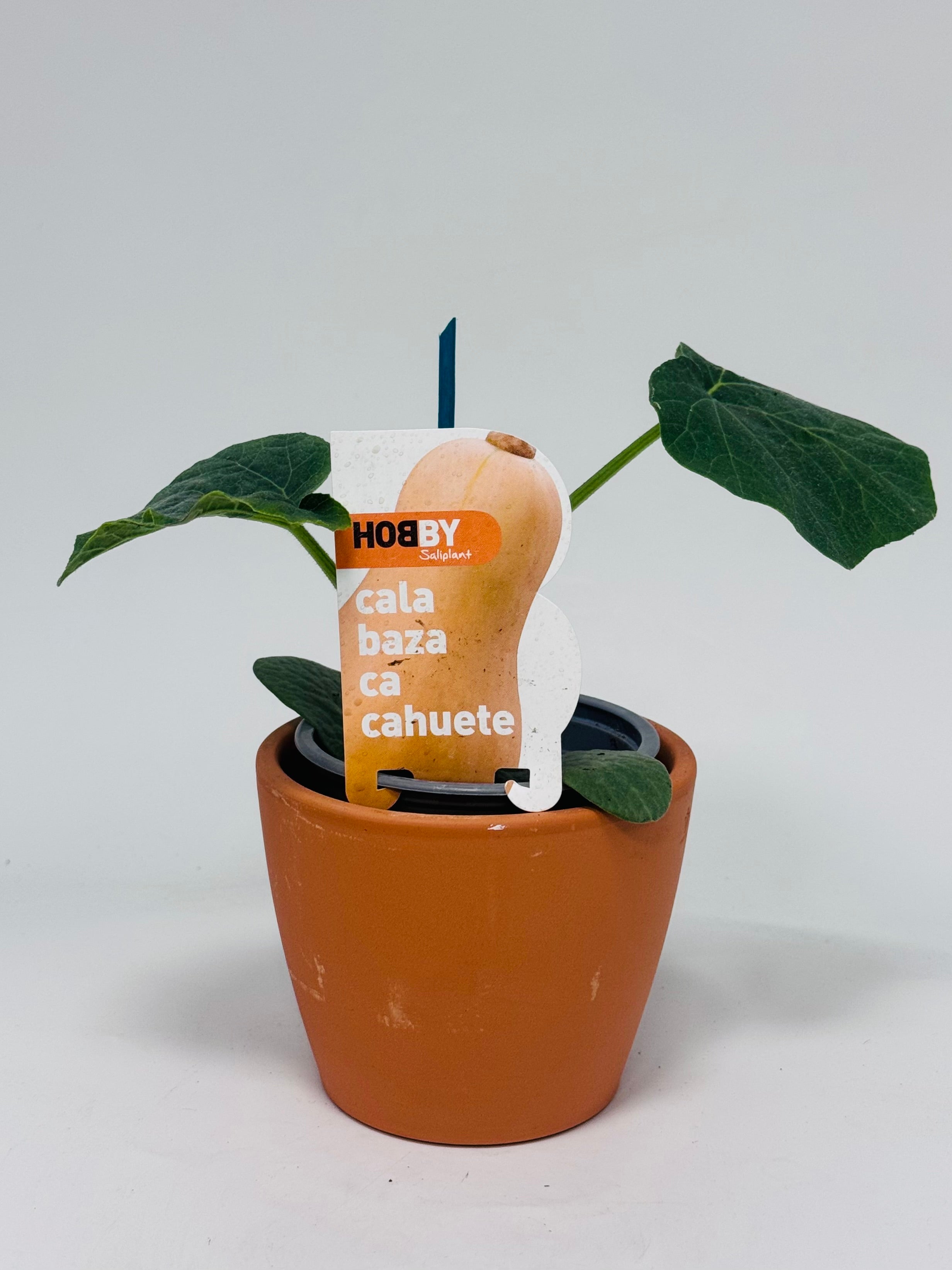 CALABAZA CACAHUETE PACK1