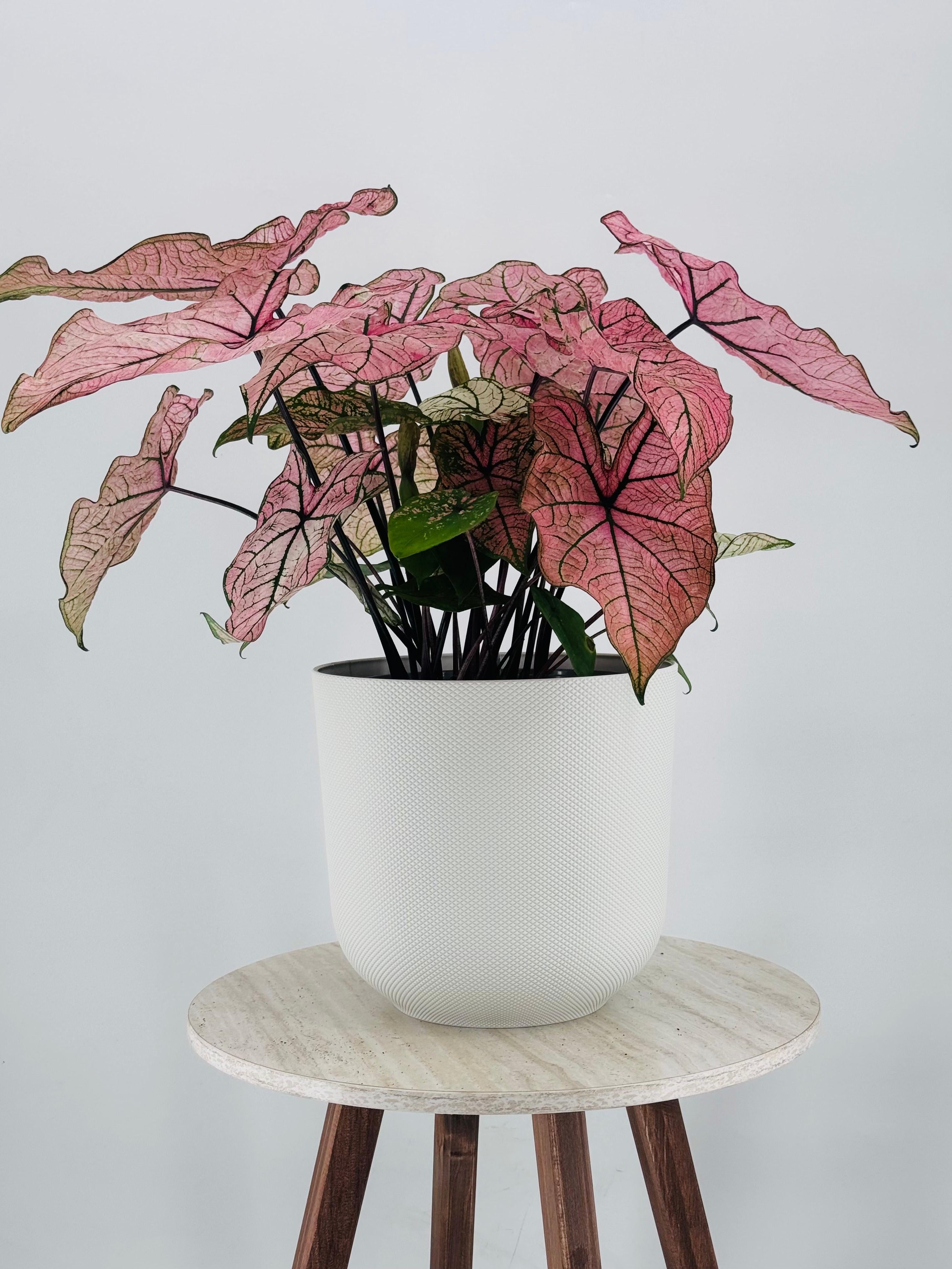 CALADIUM XL M21