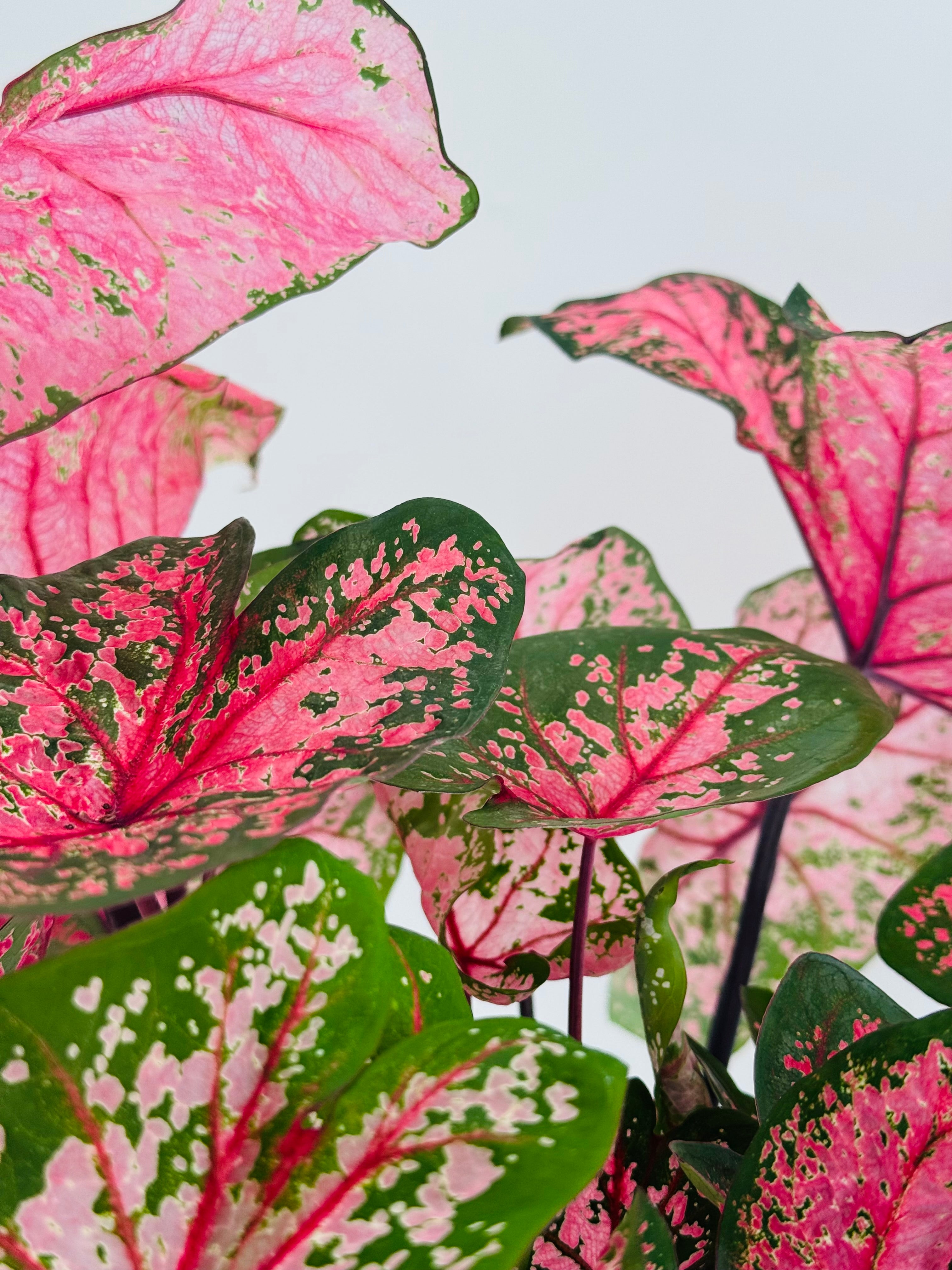 Caladium XL M21 con hojas tropicales grandes de color rosa vibrante y verde contrastado.
