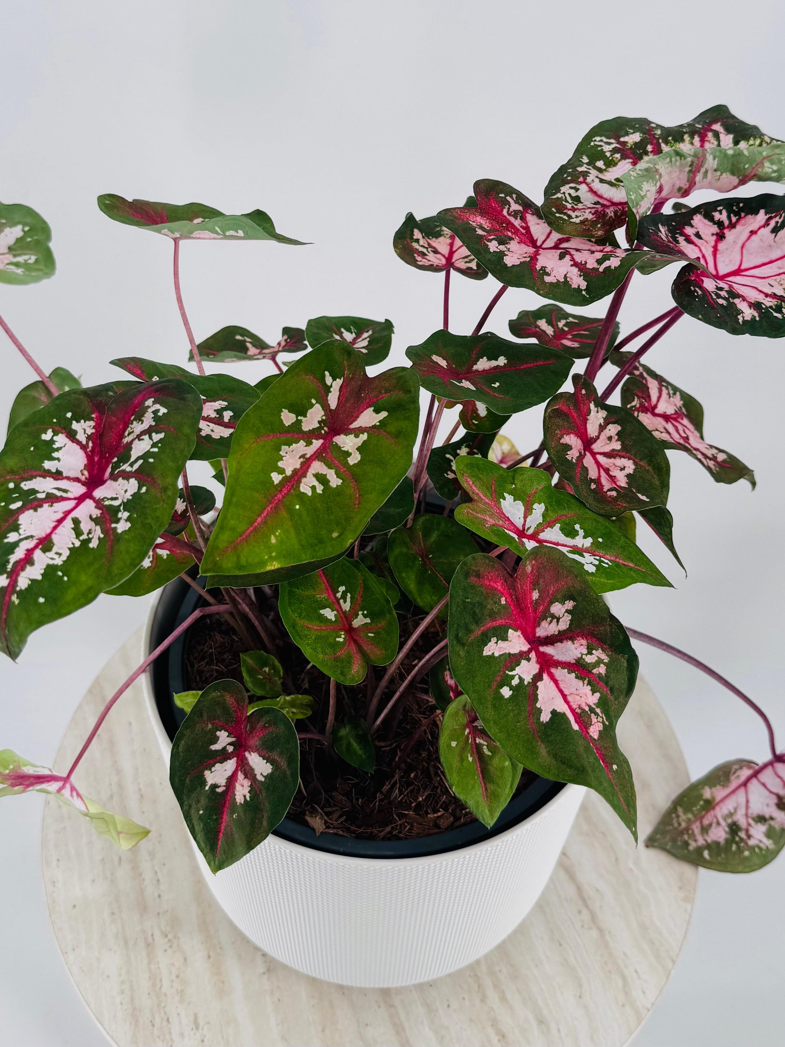 Caladium XL M21 con hojas verdes, rosadas y blancas en maceta blanca.