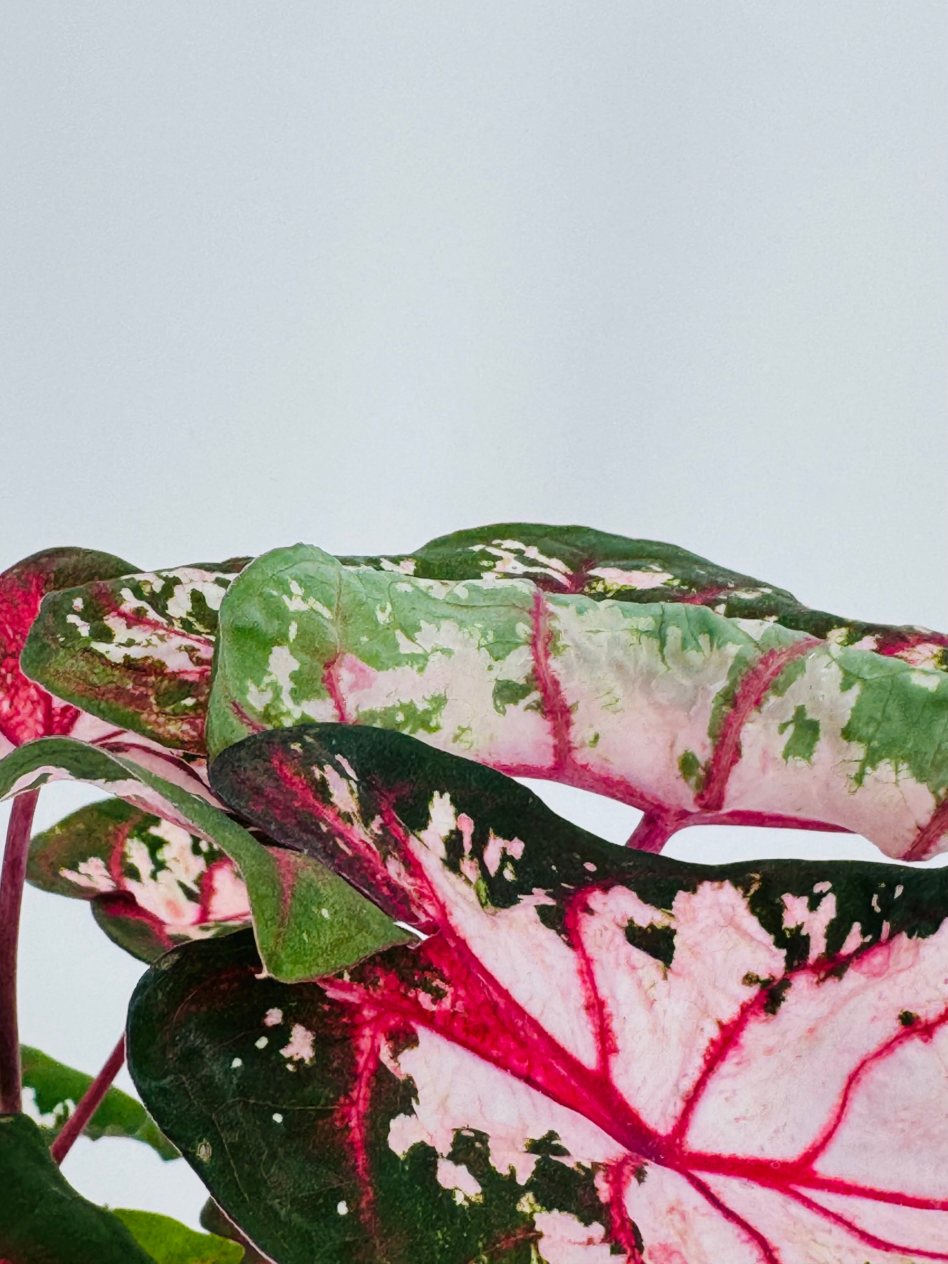 Caladium XL M21 con hojas grandes de colores vibrantes: verde, rosa, rojo y blanco.