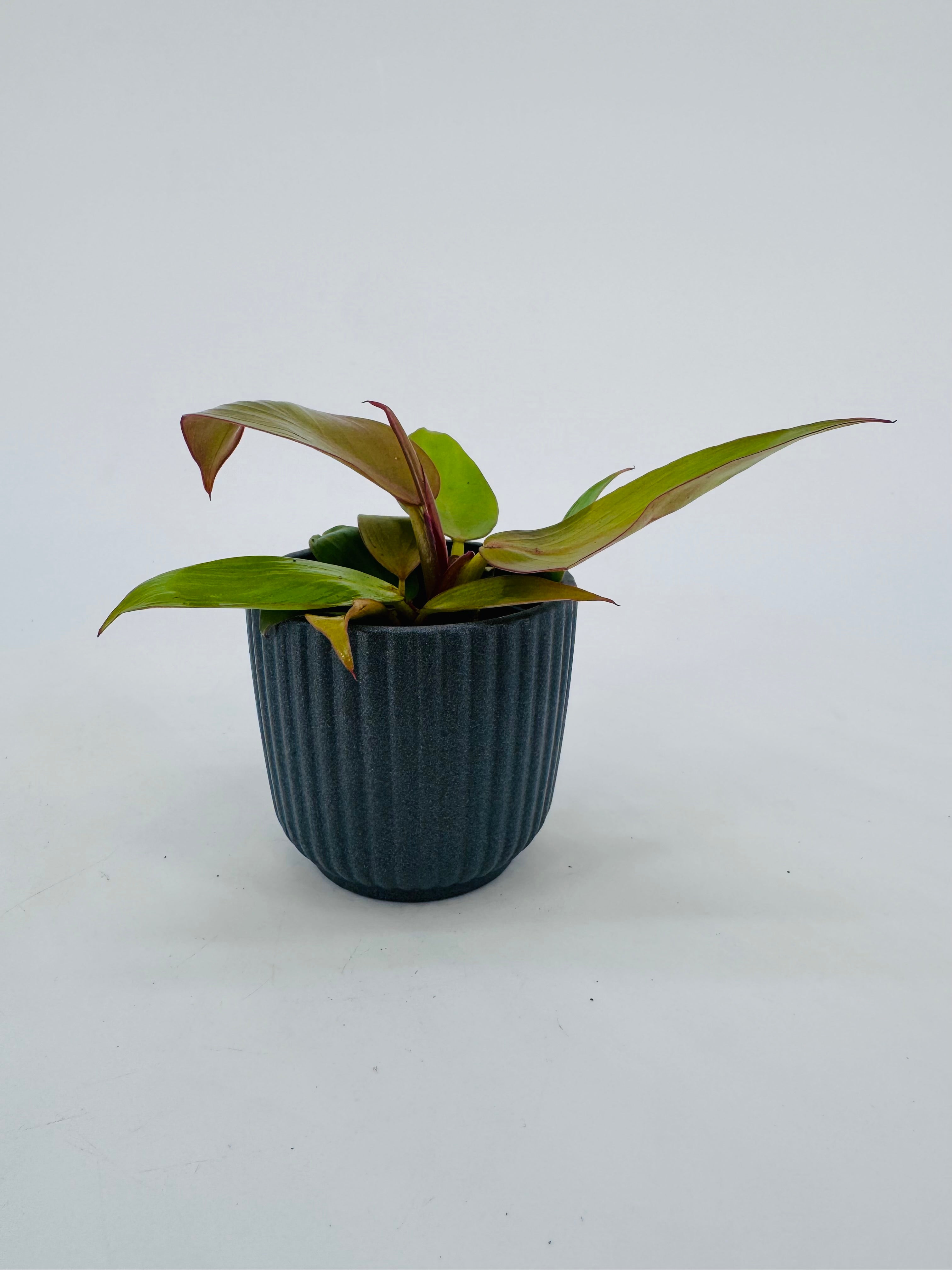 CALATHEA MIX M7