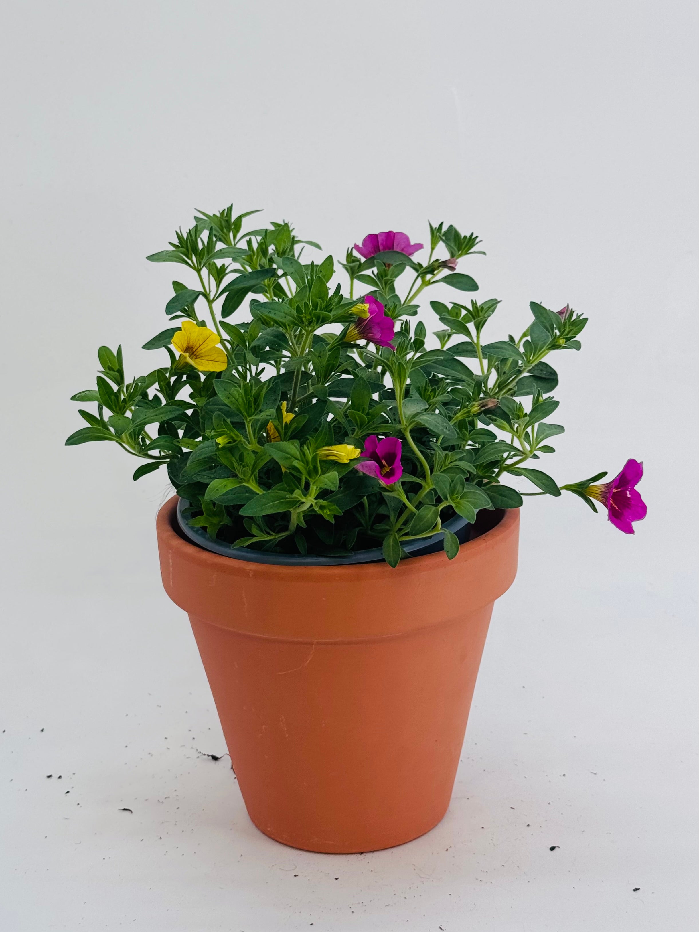 CALIBRACHOA MIX COLORES M14