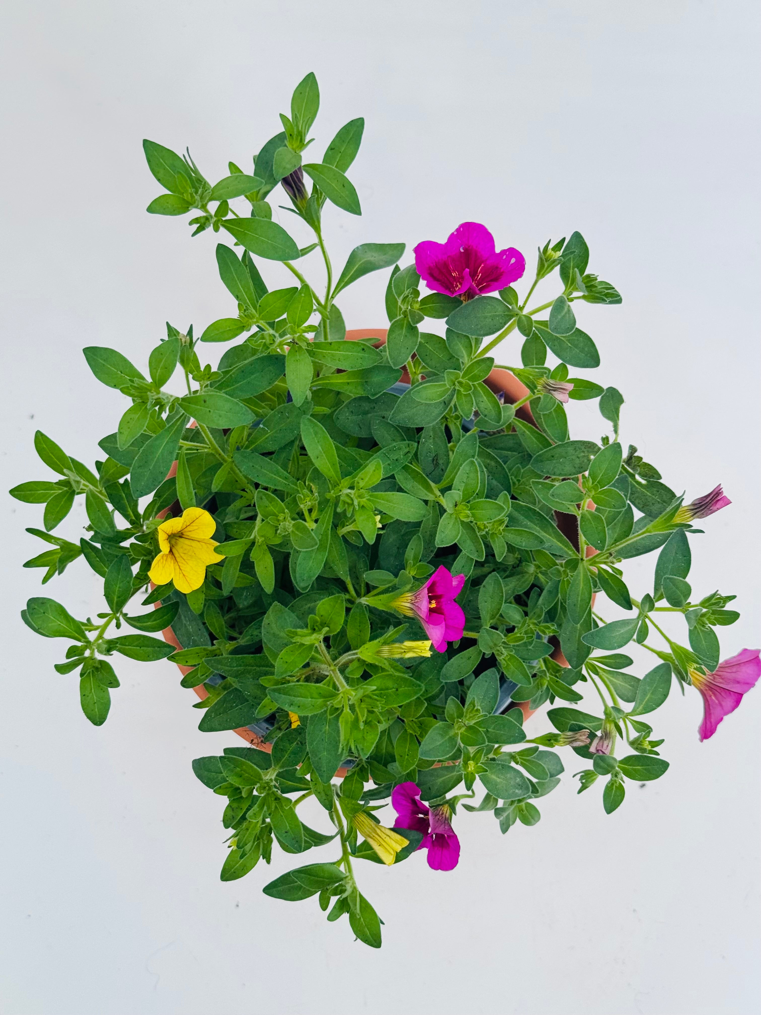 CALIBRACHOA MIX COLORES M14