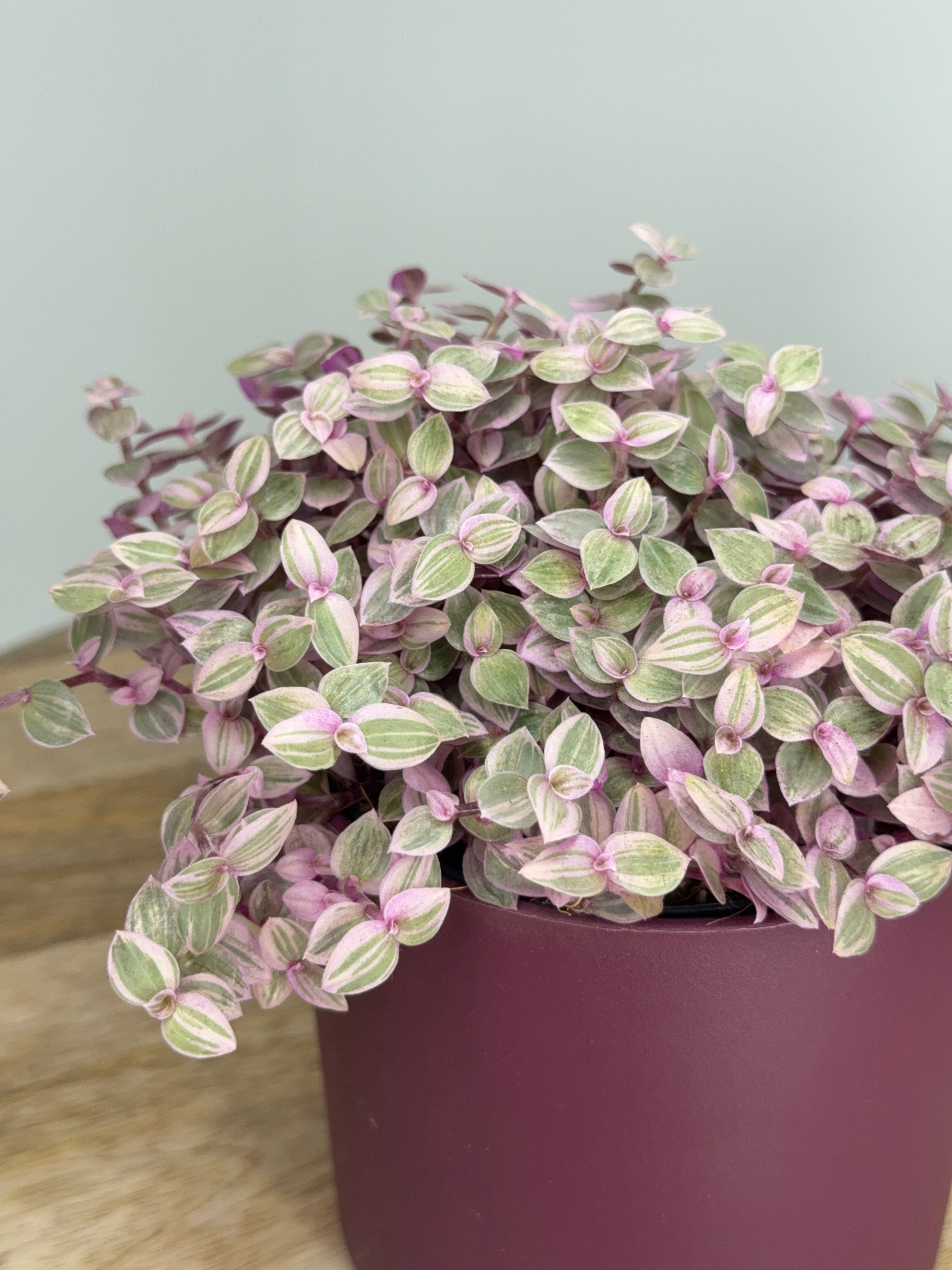 CALLISIA ROSATO M10,5