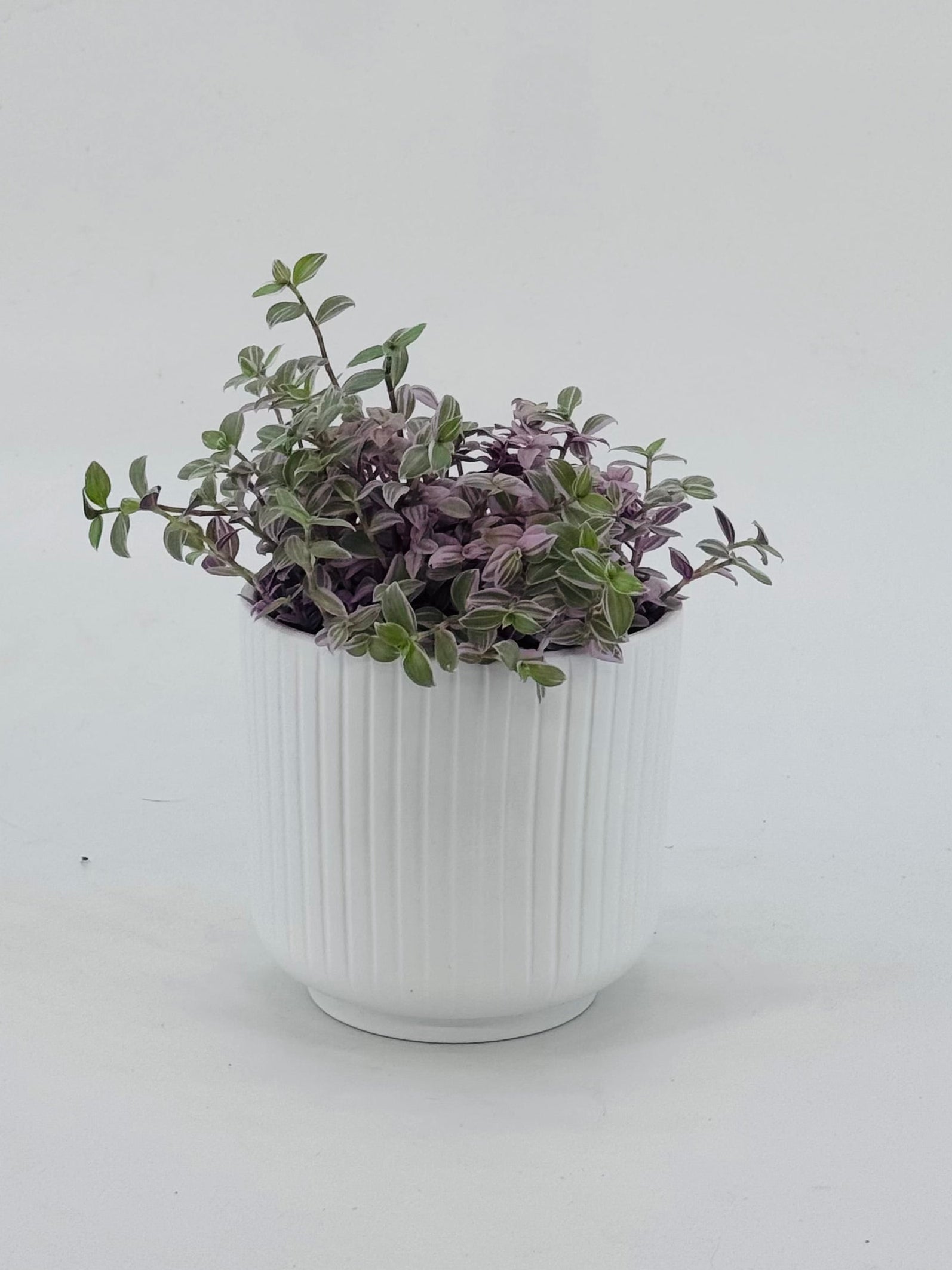 CALLISIA ROSATO M10,5