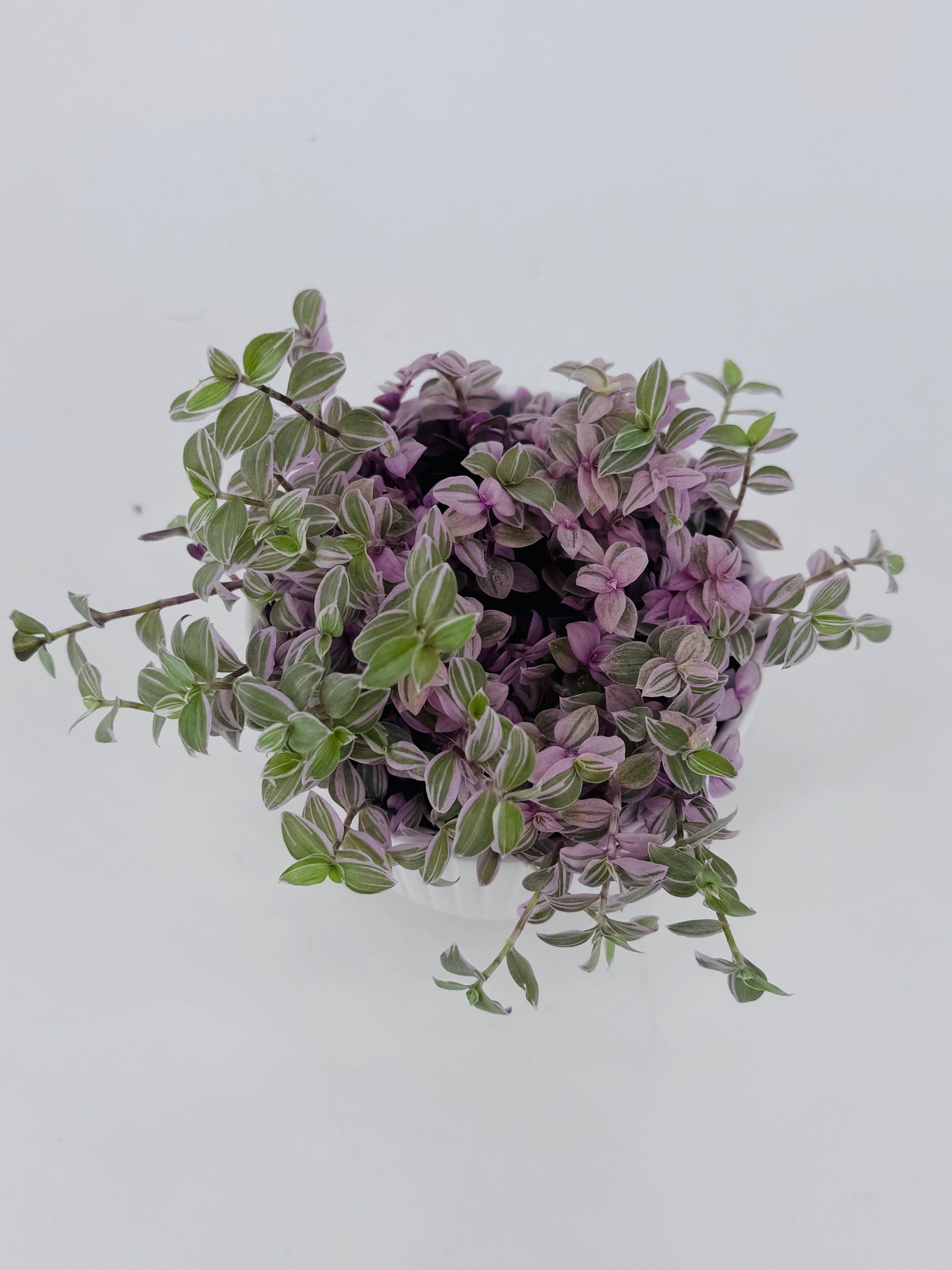 CALLISIA ROSATO M10,5