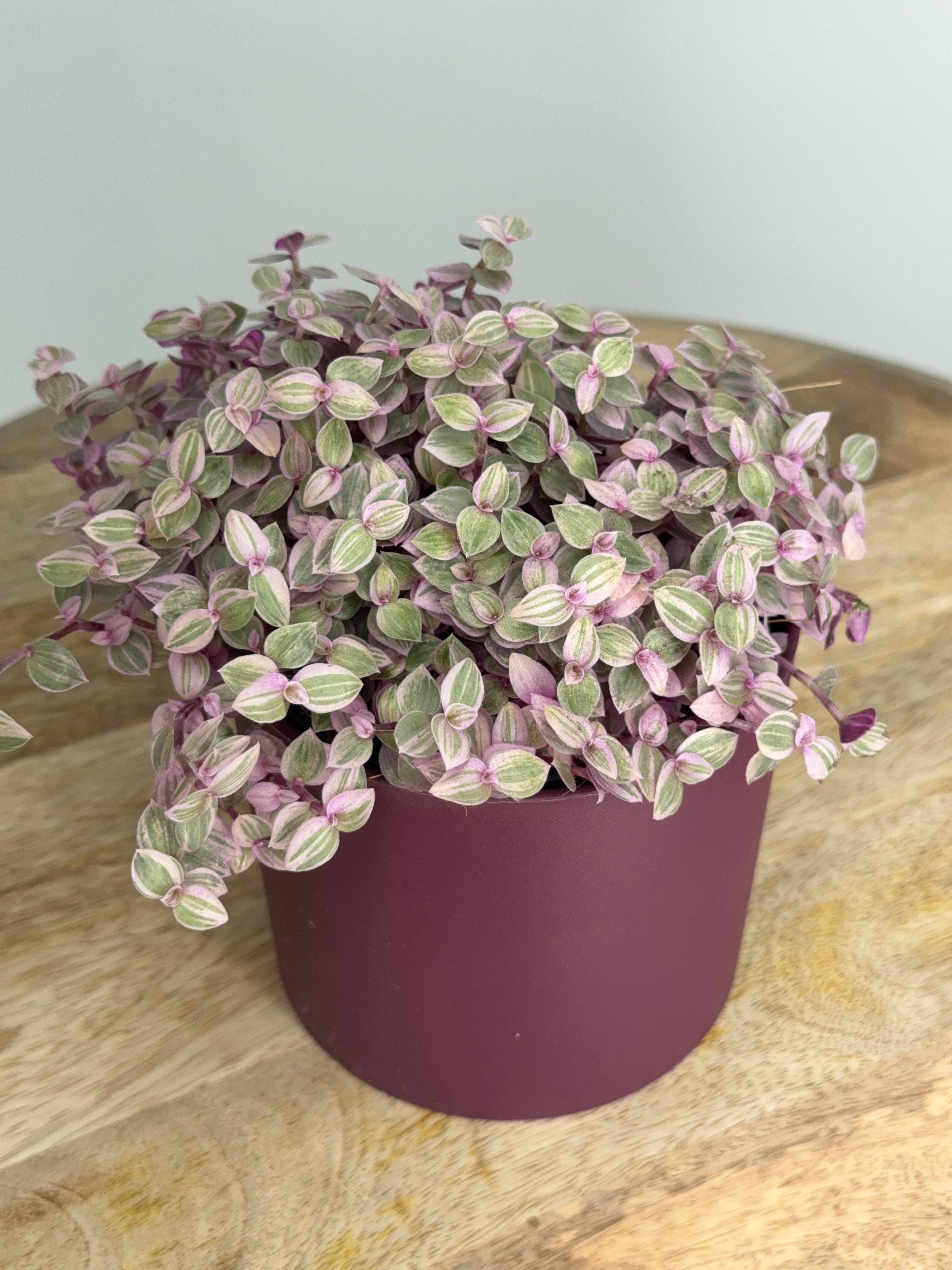 CALLISIA ROSATO M10,5