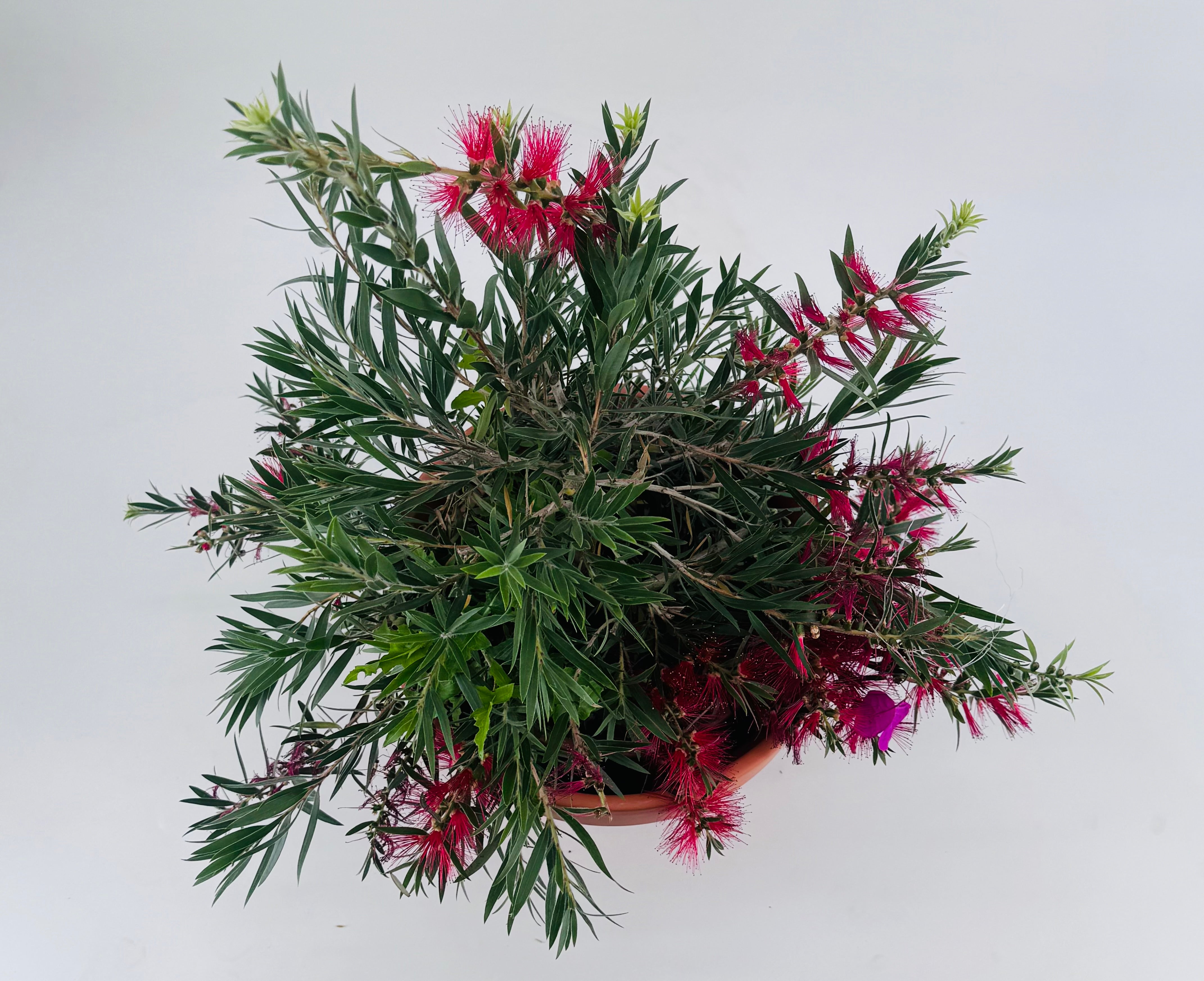 CALLISTEMON MASSOTI MINI RED 5L