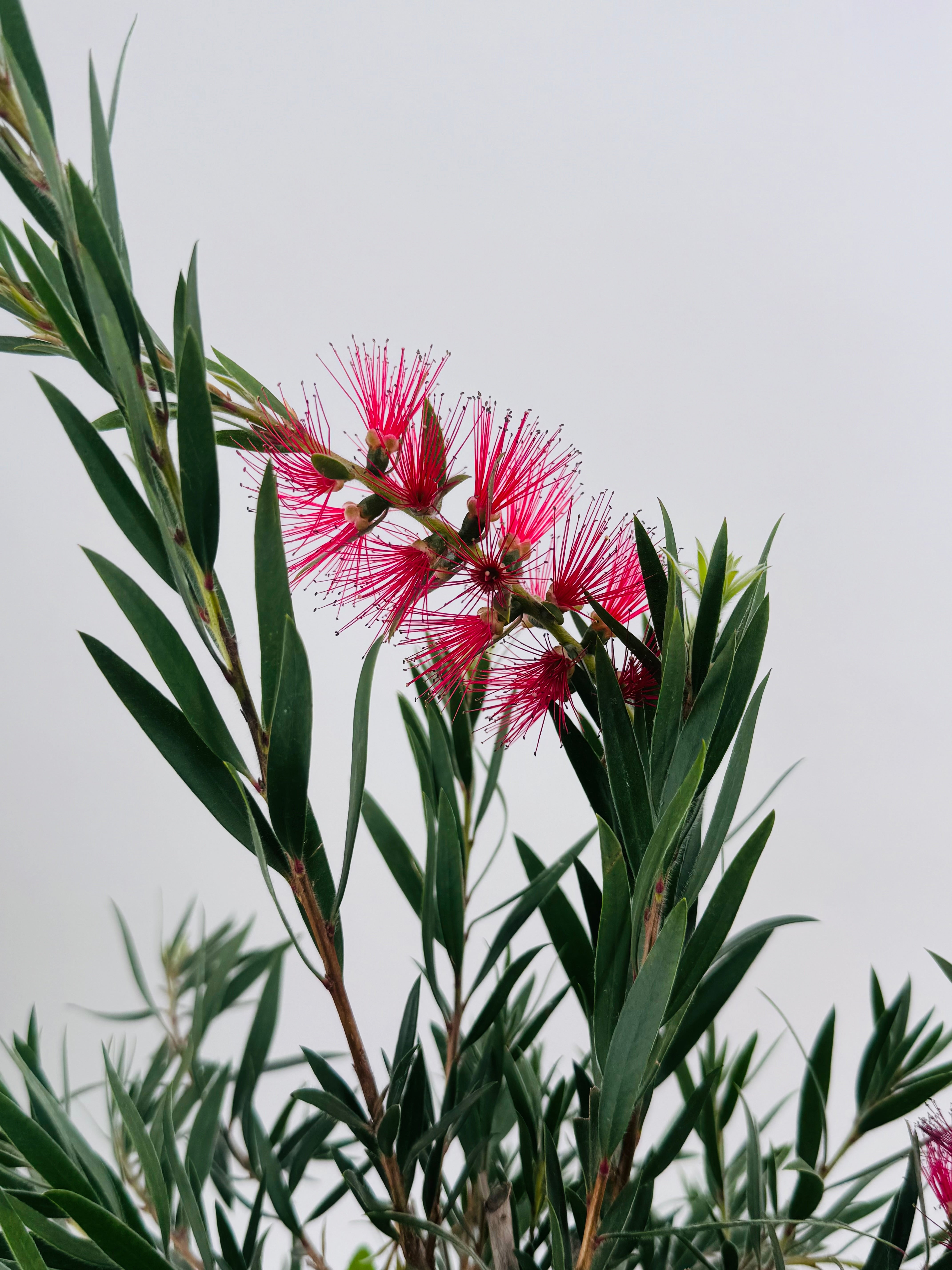 CALLISTEMON MASSOTI MINI RED 5L