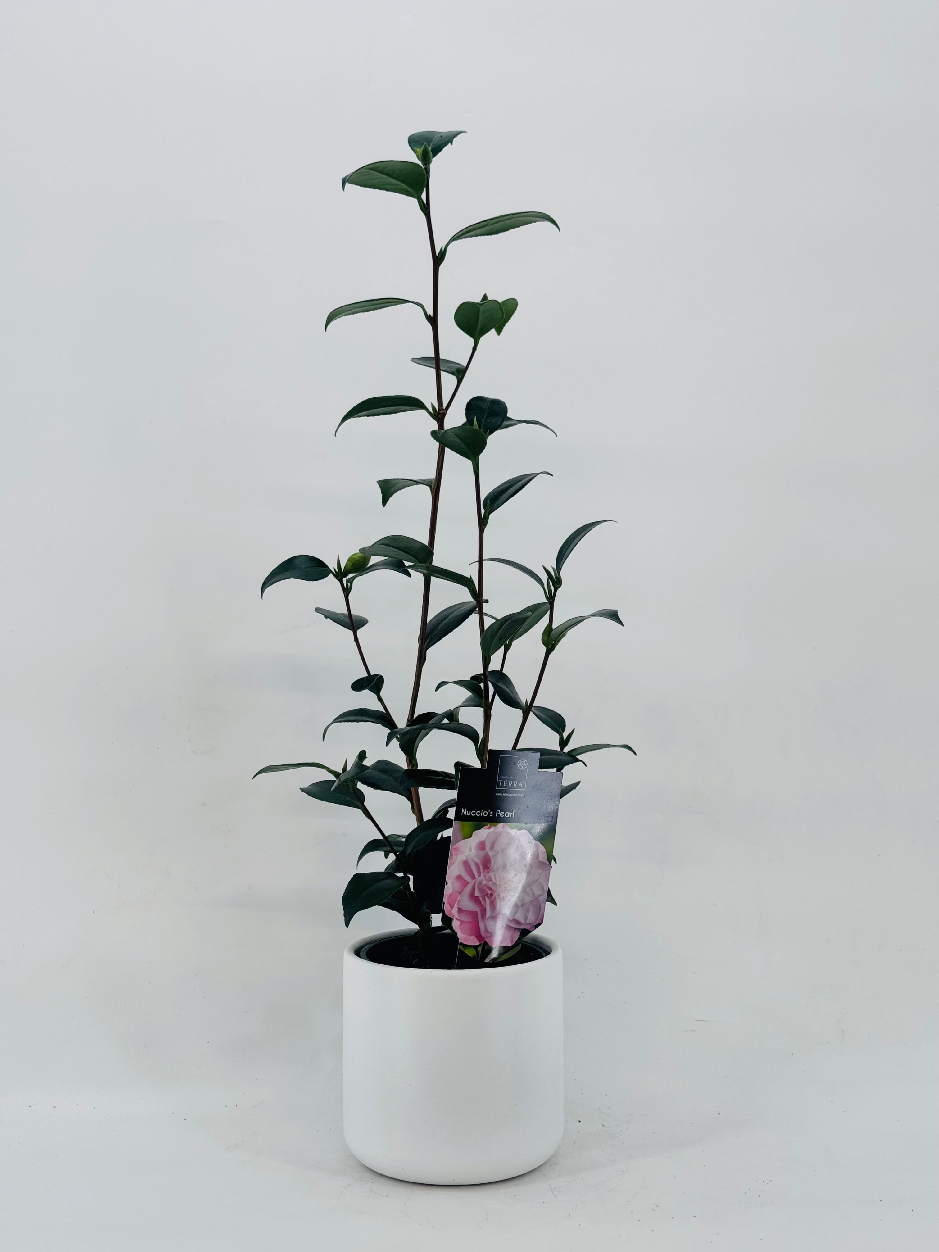 CAMELIA JAPONICA 0.8L