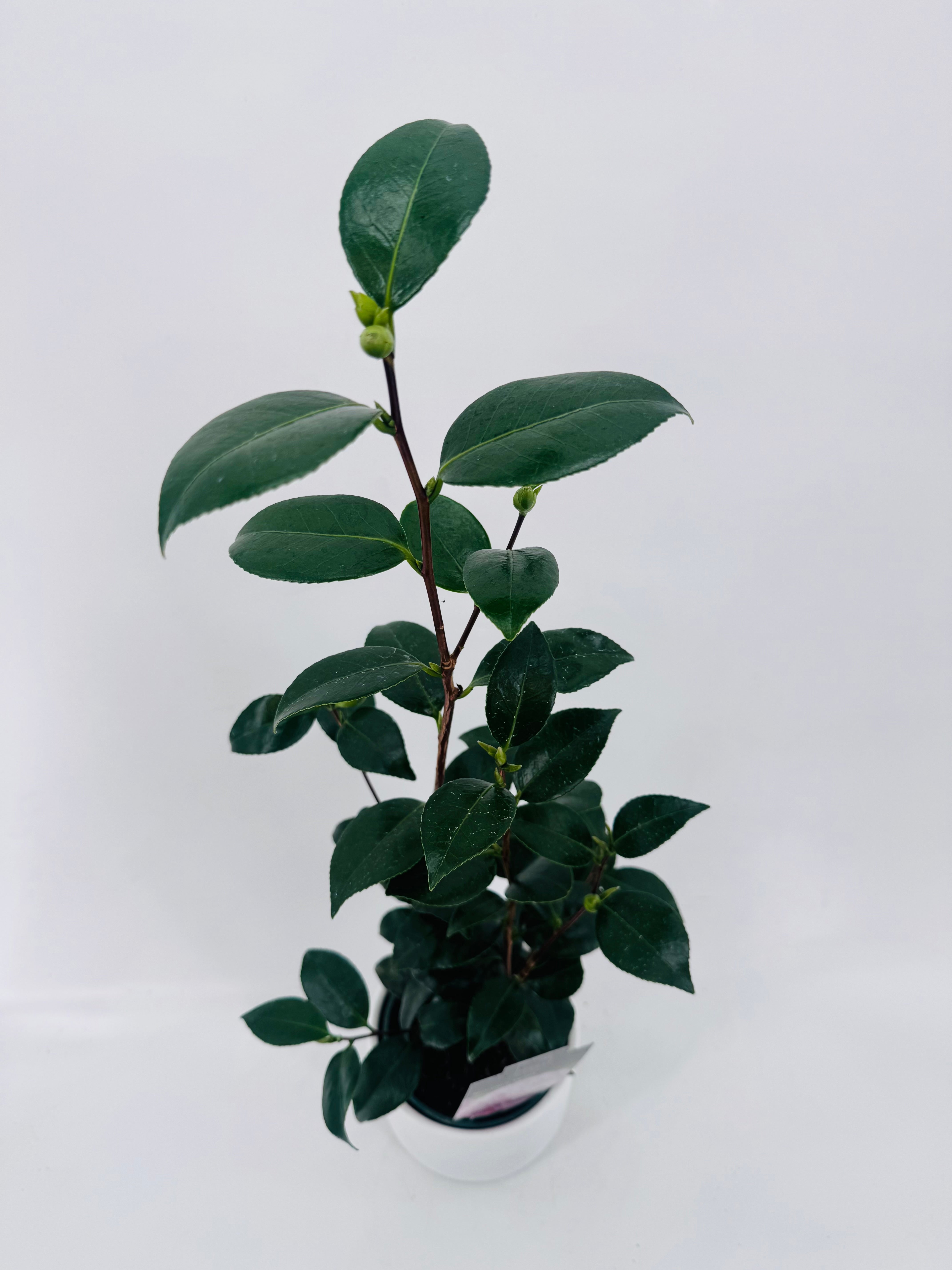 CAMELIA JAPONICA 0.8L