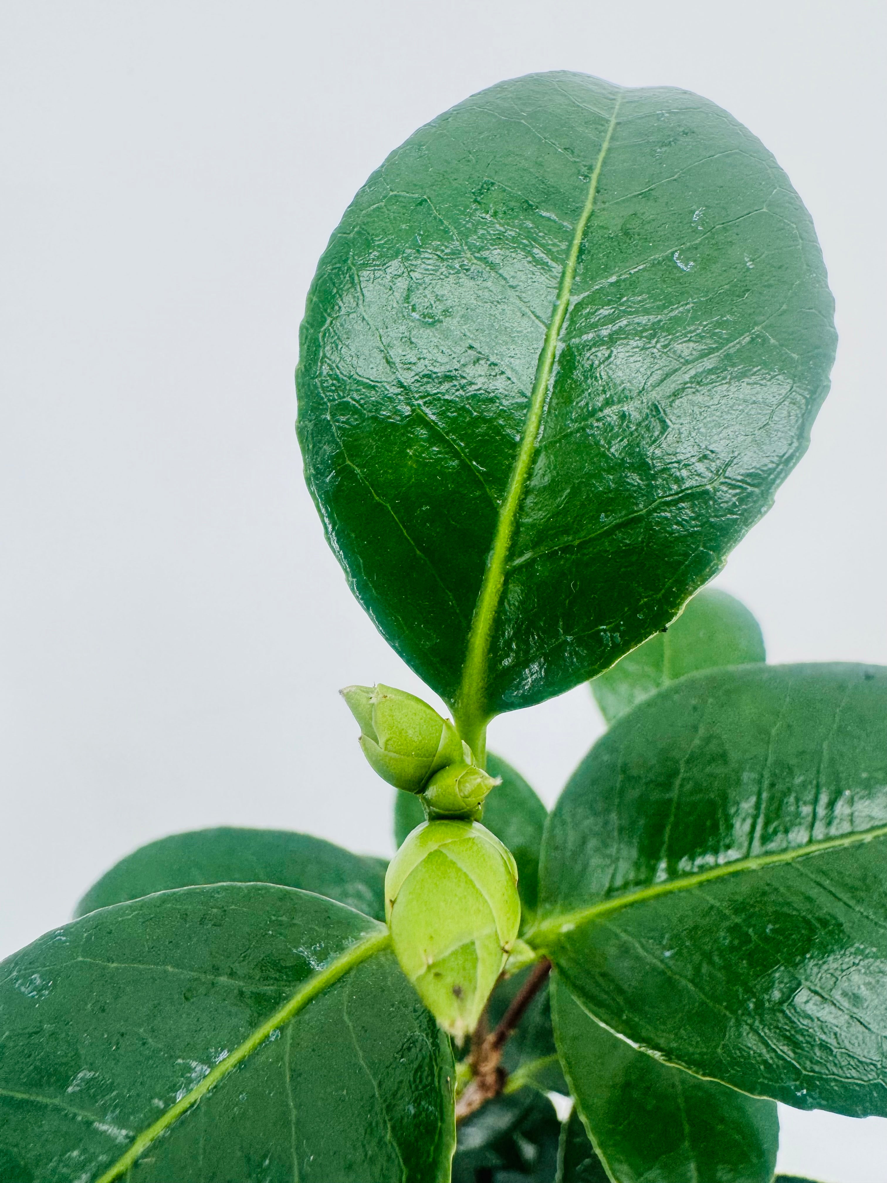 CAMELIA JAPONICA 0.8L