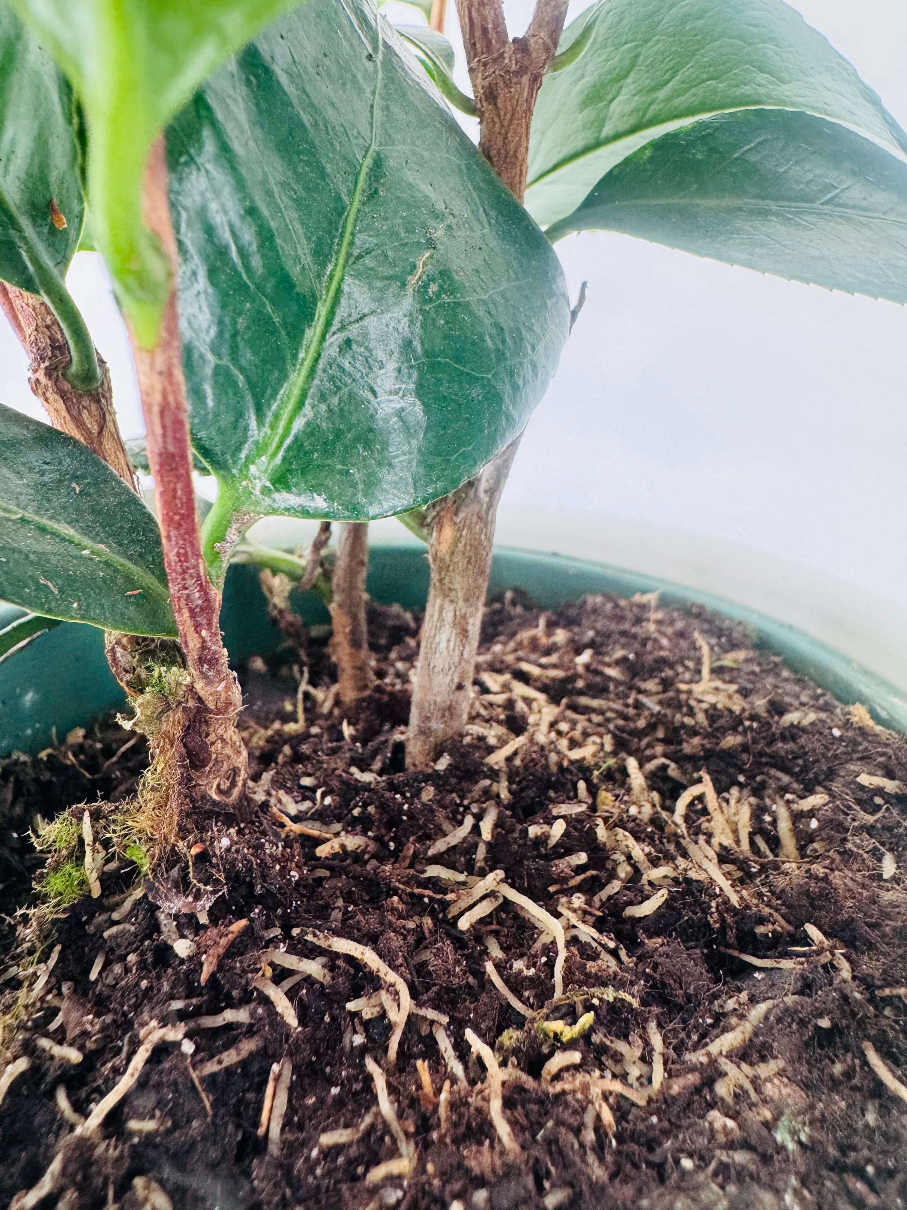 CAMELIA JAPONICA 0.8L