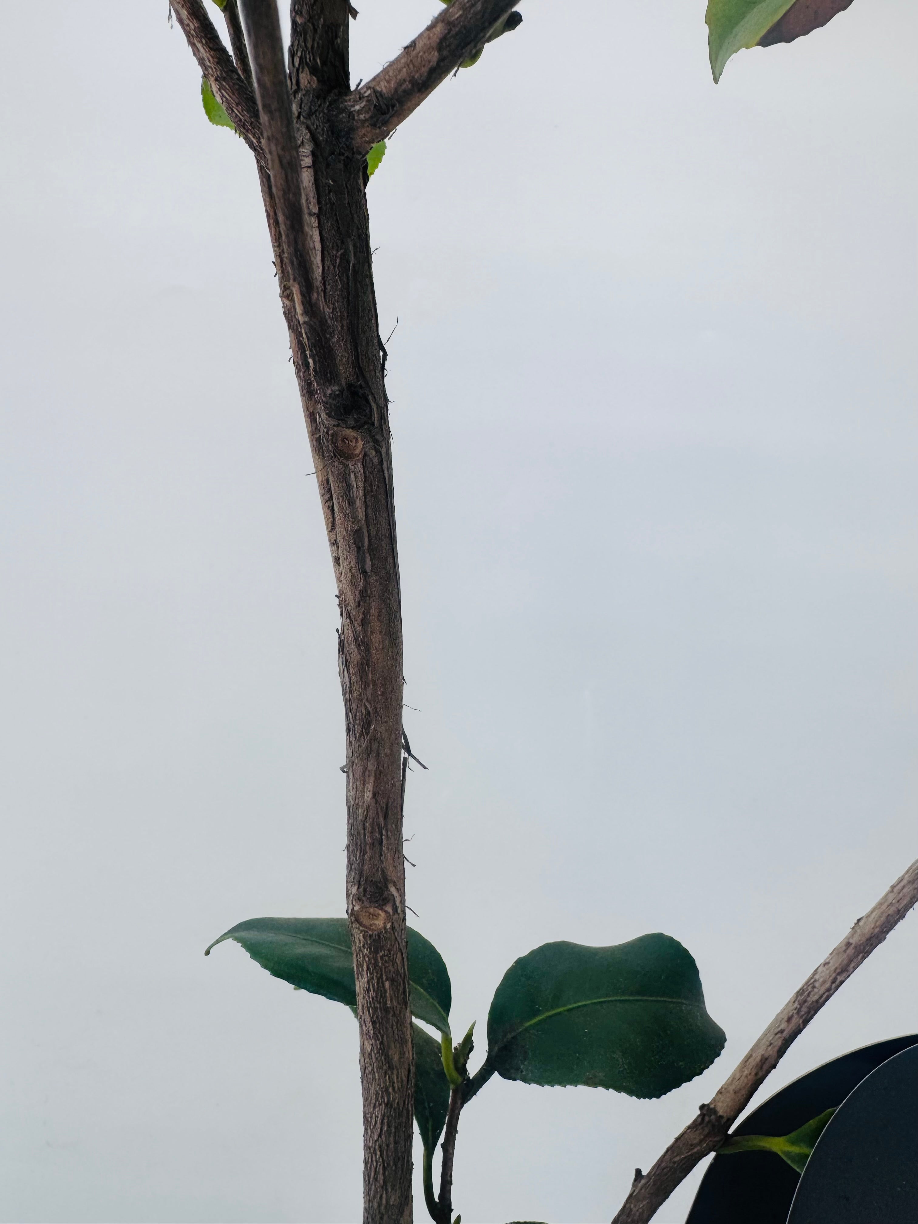 Joven arbusto de Camelia Standard Line 3L con tallos marrones y hojas verdes oscuras.