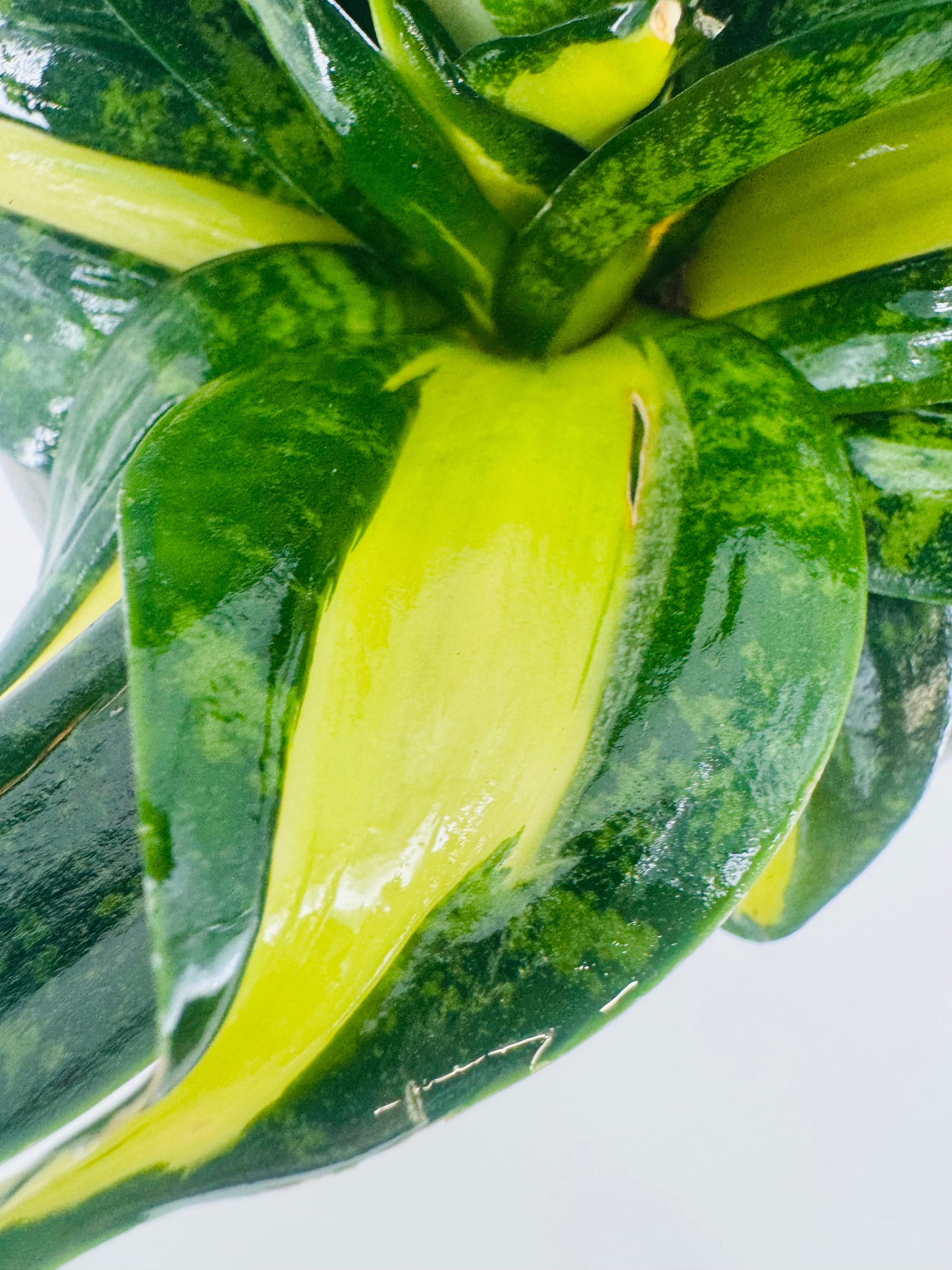SANSEVIERIA TRIF SPIRAL STAR M9