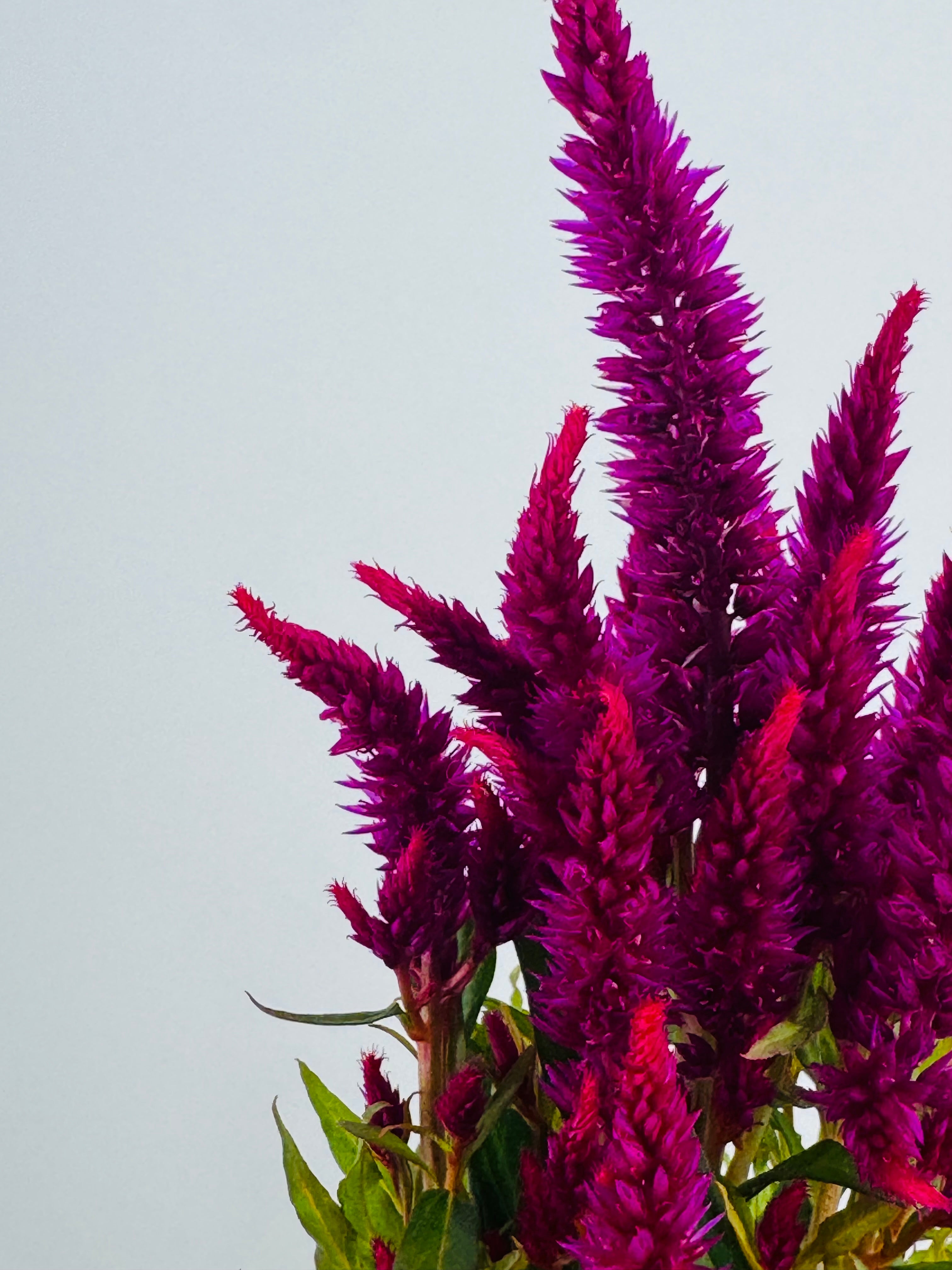 CELOSIA FM13