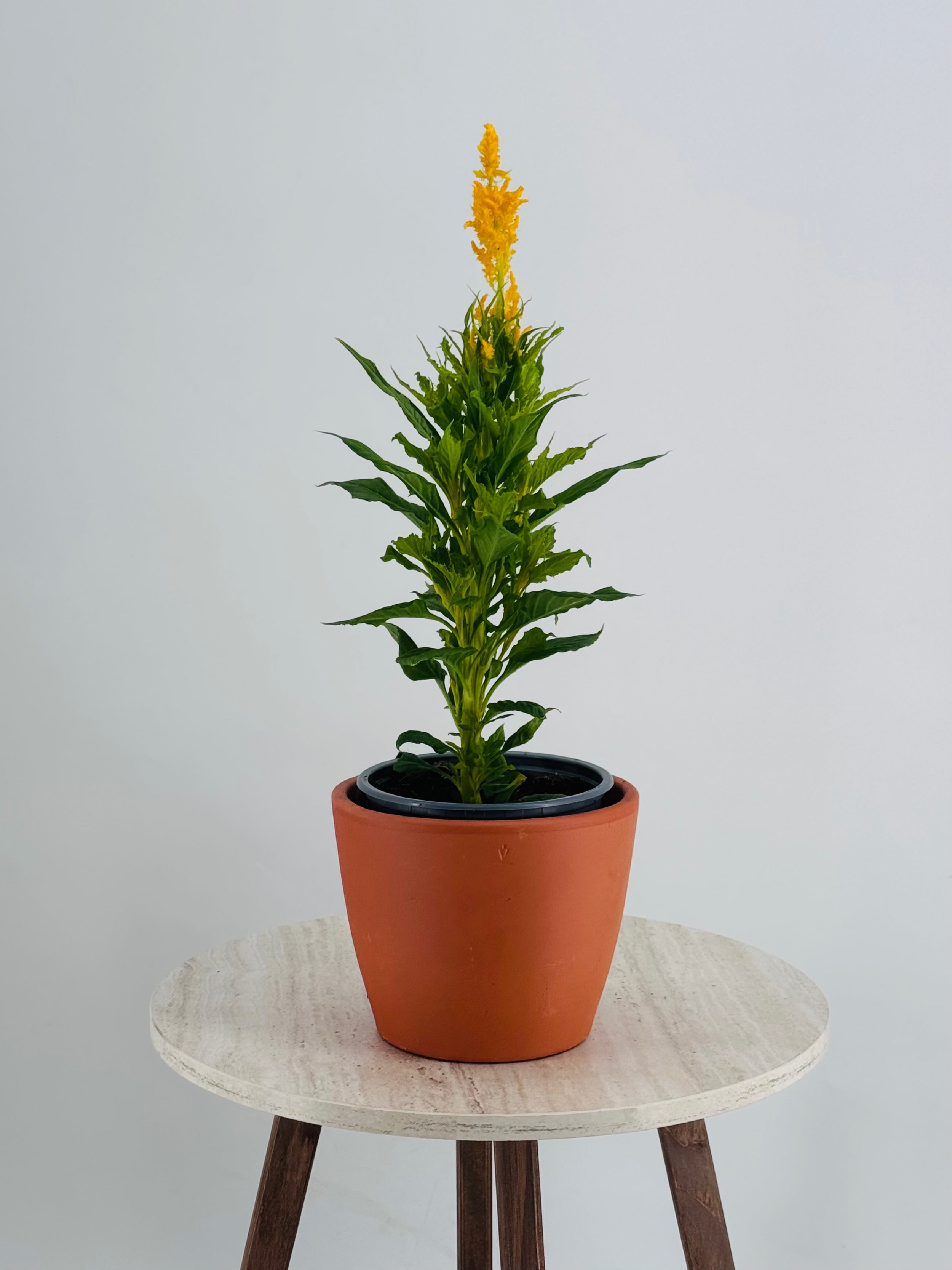 CELOSIA FM13