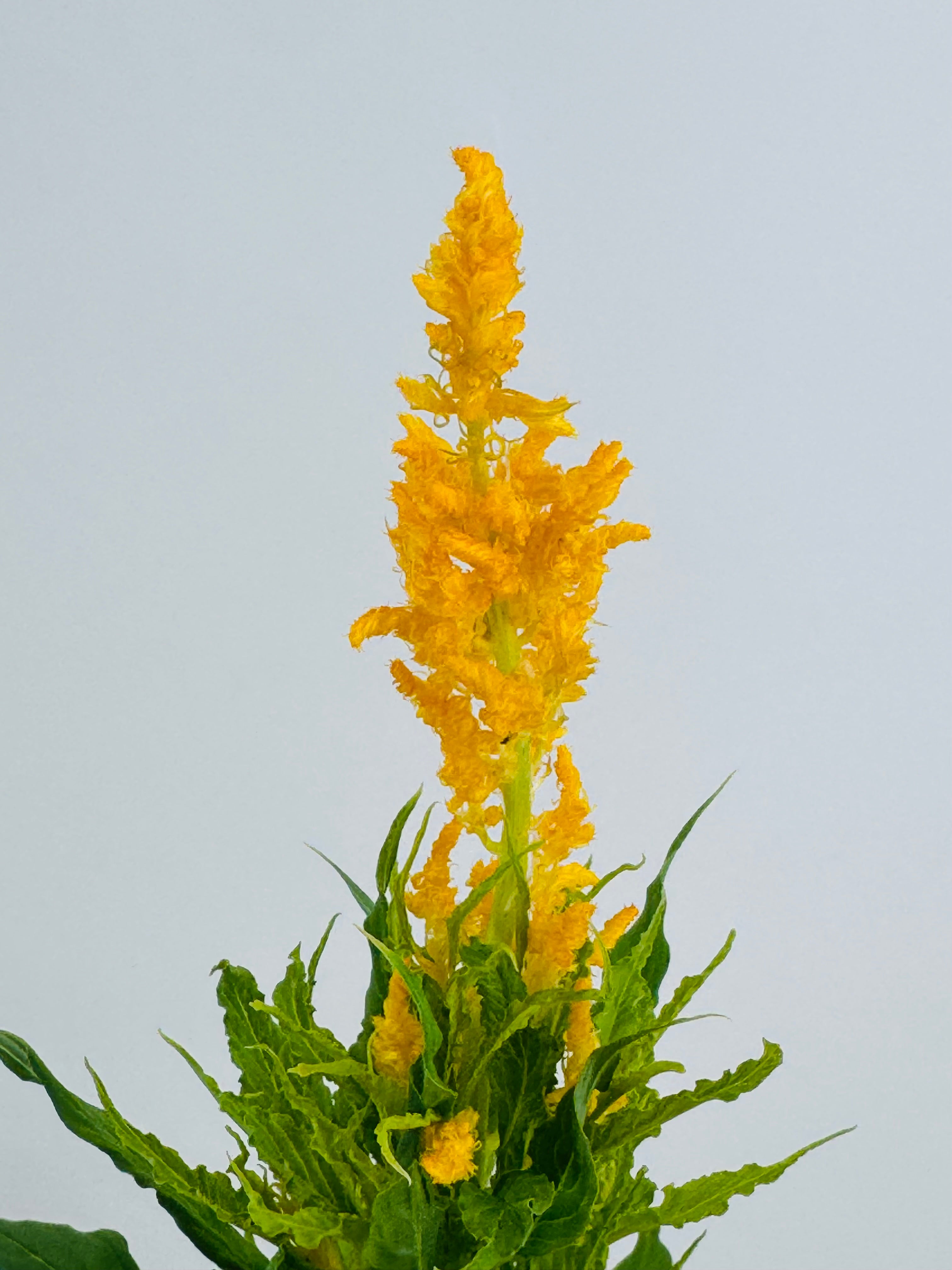 CELOSIA FM13
