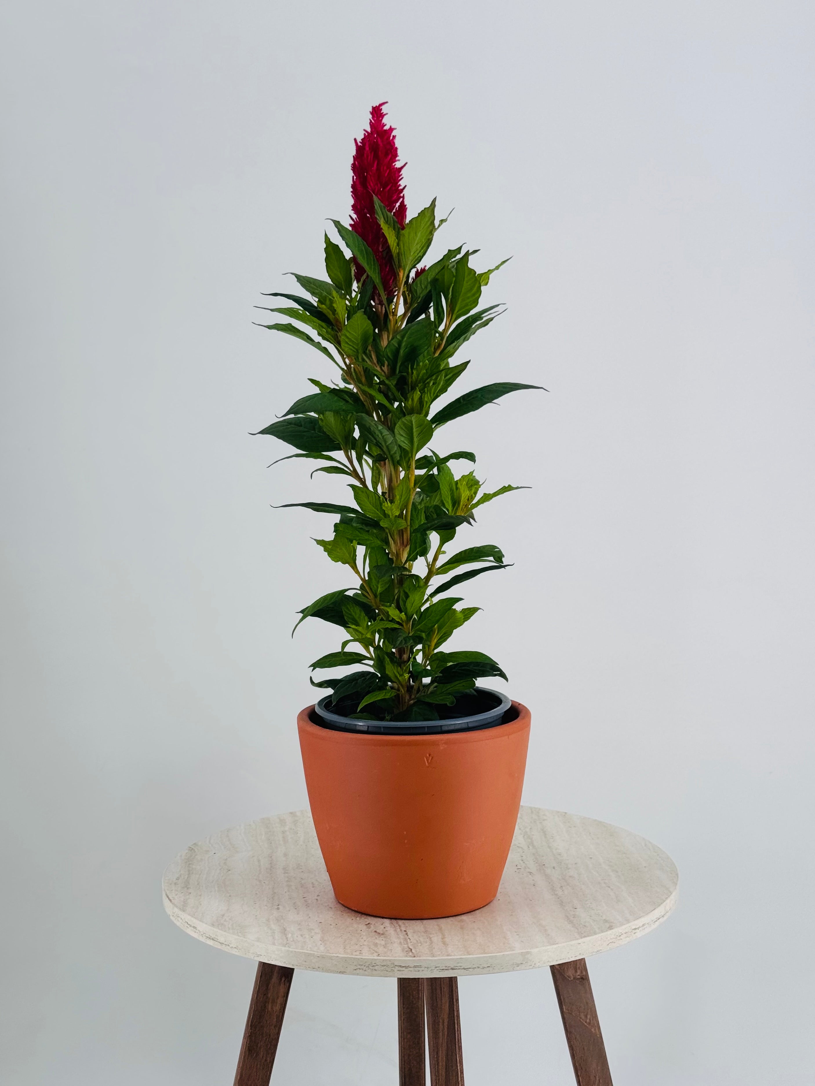 CELOSIA FM13