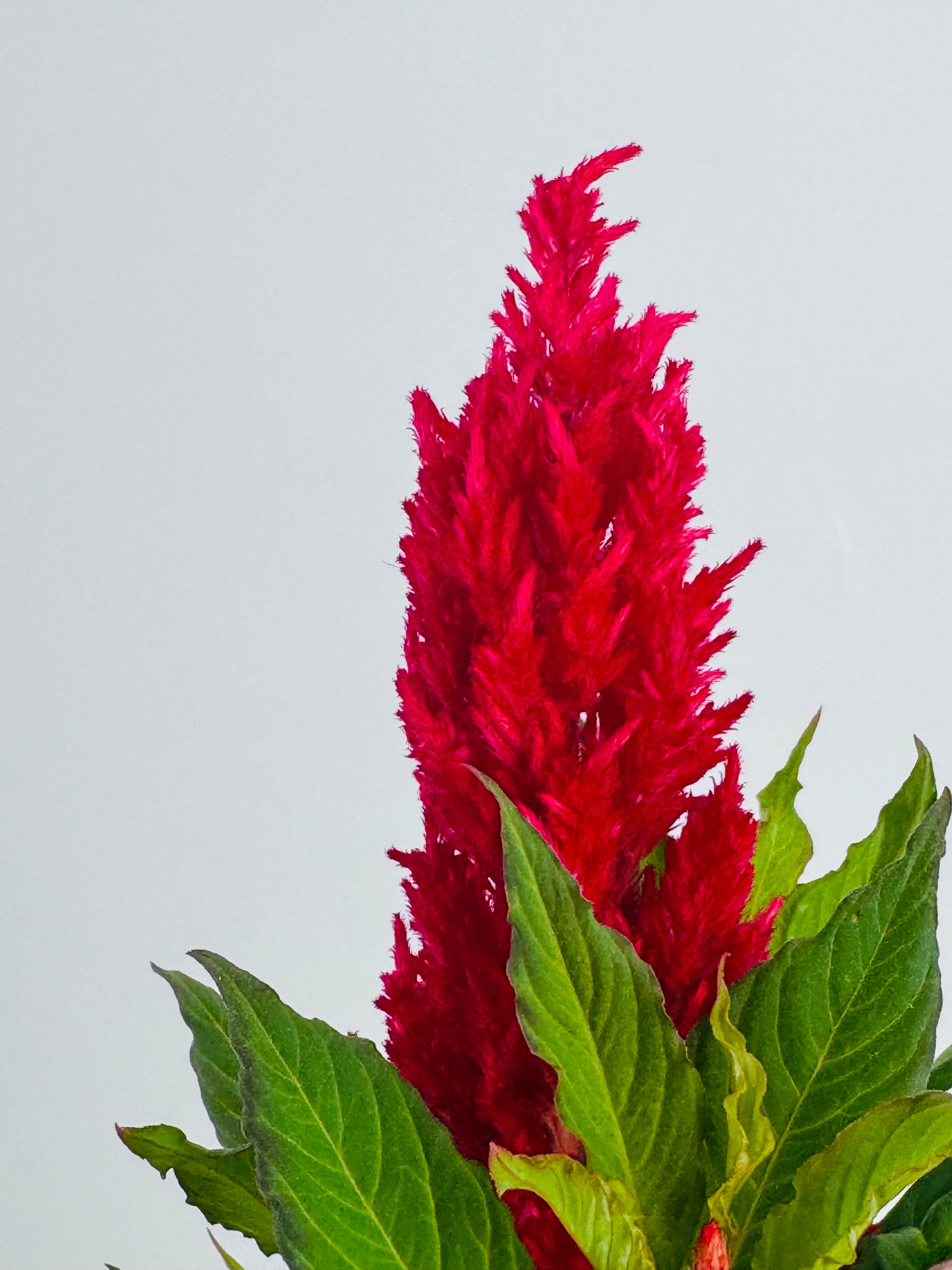 CELOSIA FM13