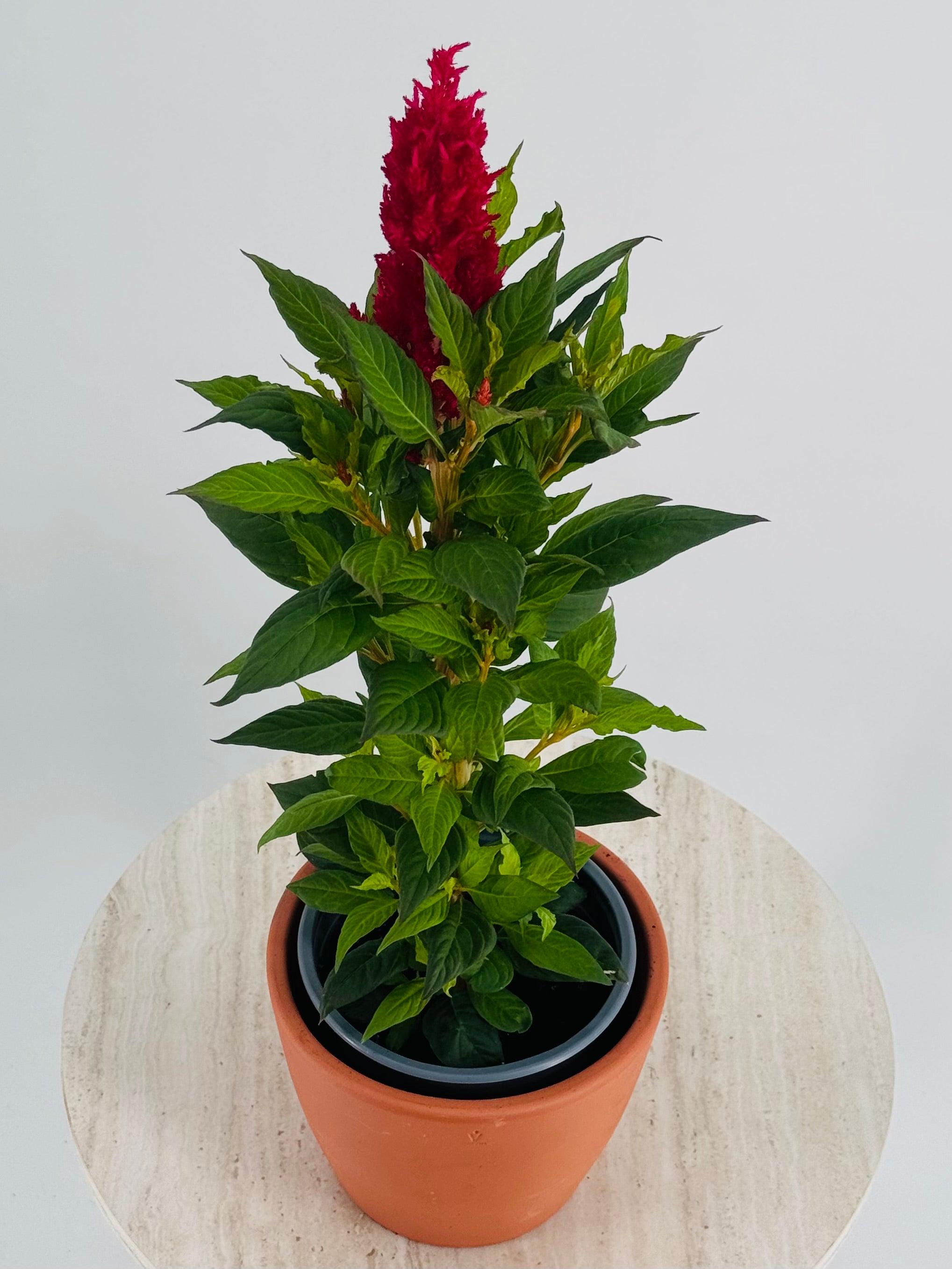 CELOSIA FM13