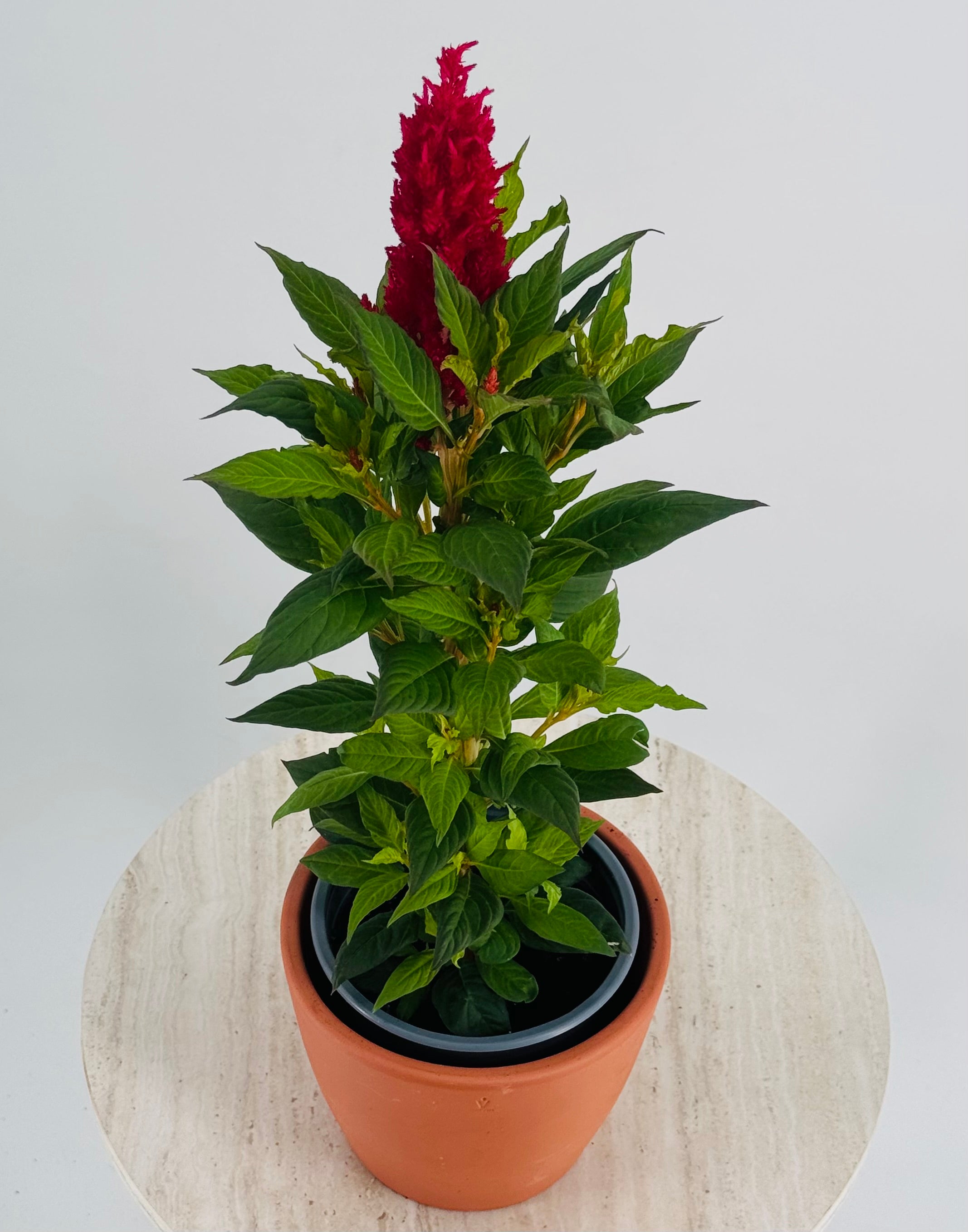 CELOSIA FM13