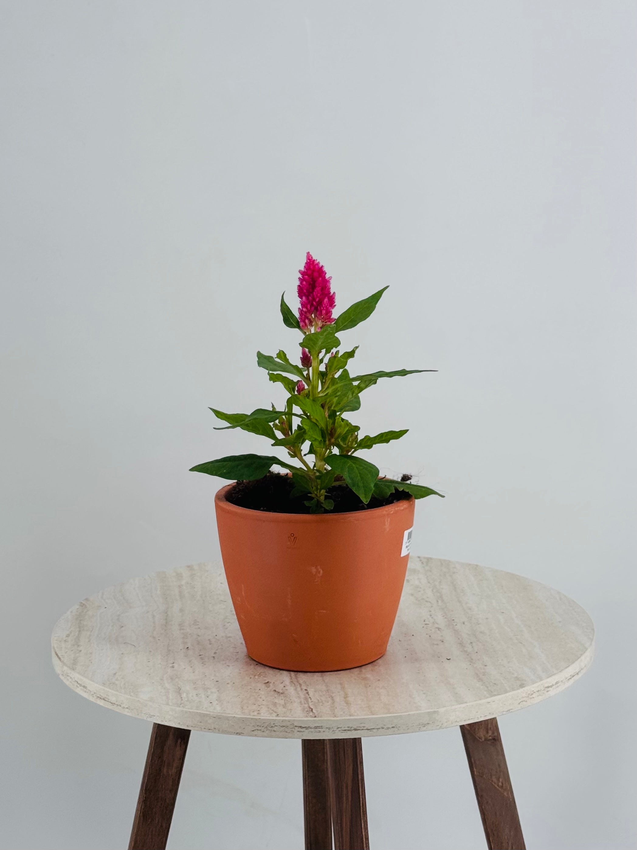 CELOSIA PLUMOSA M11