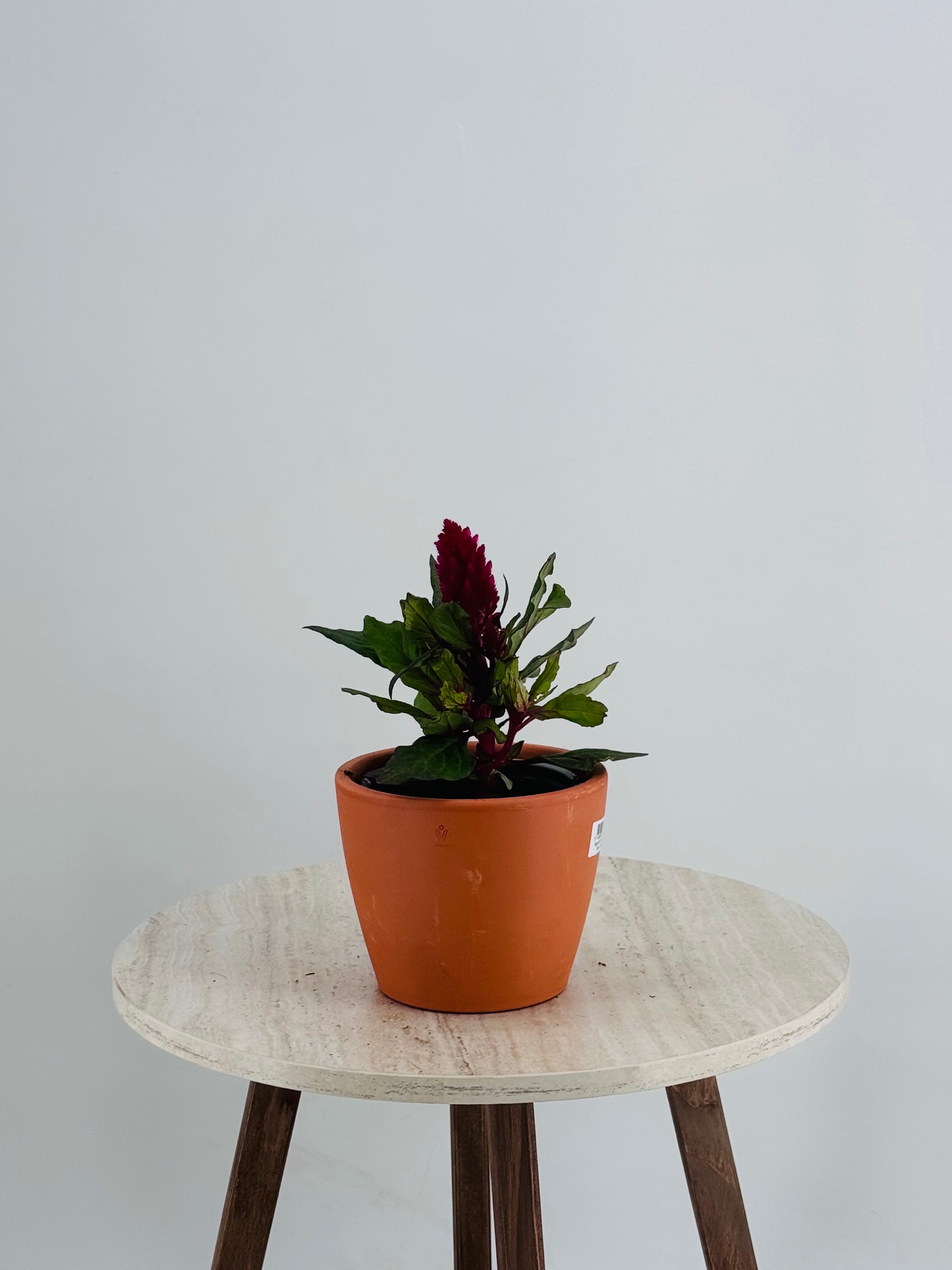 CELOSIA PLUMOSA M11