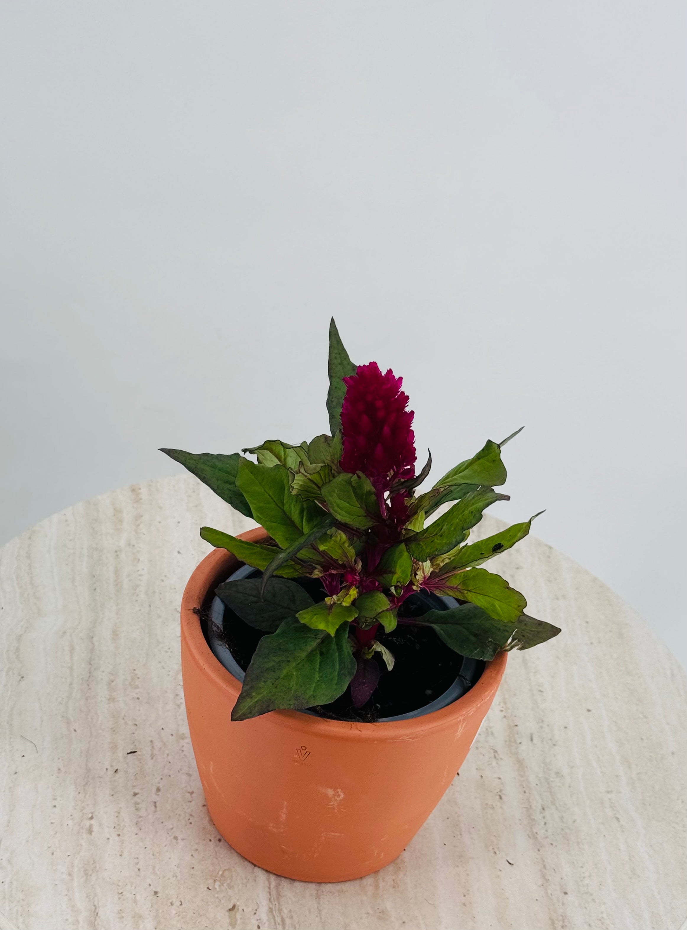 CELOSIA PLUMOSA M11